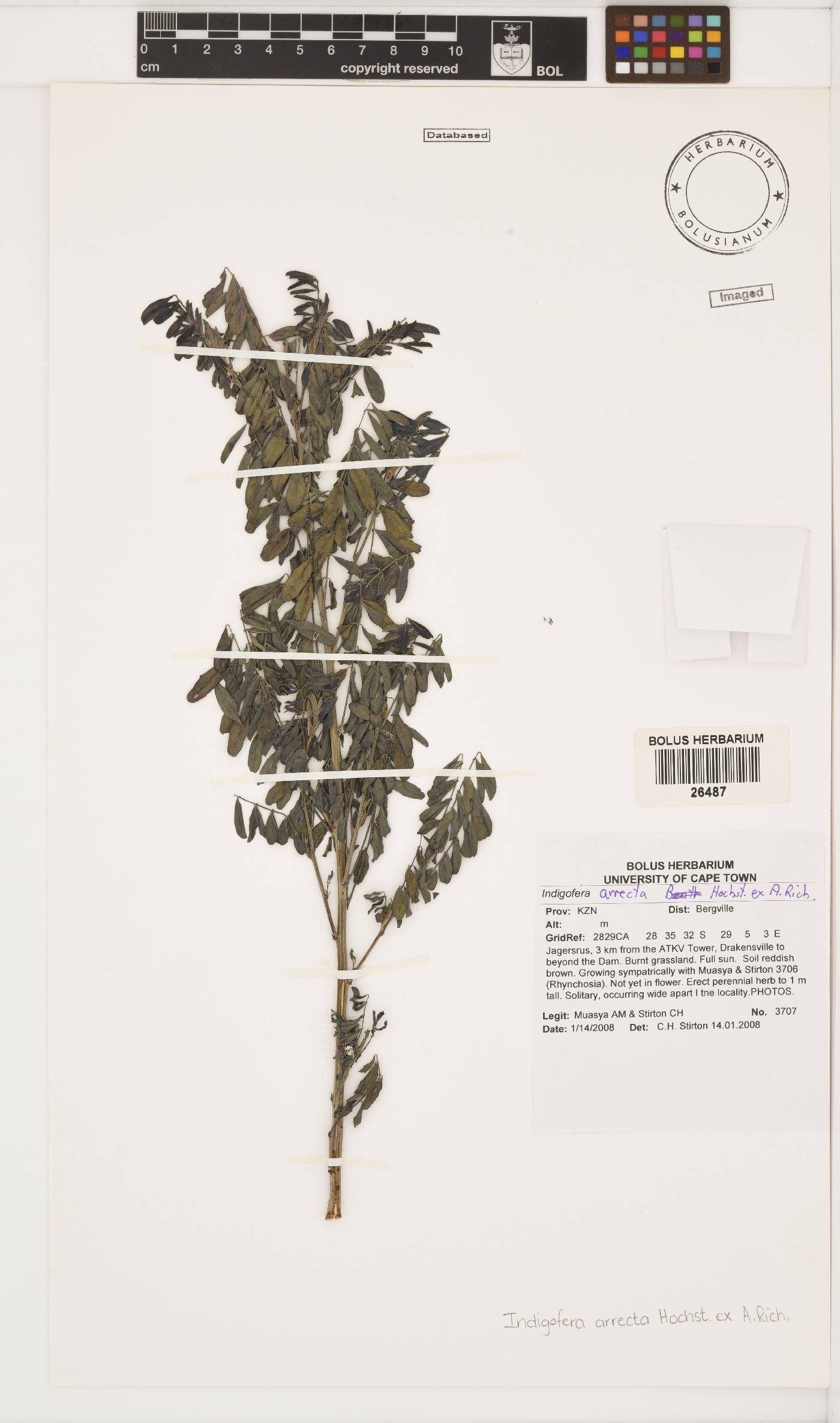 Indigofera arrecta image