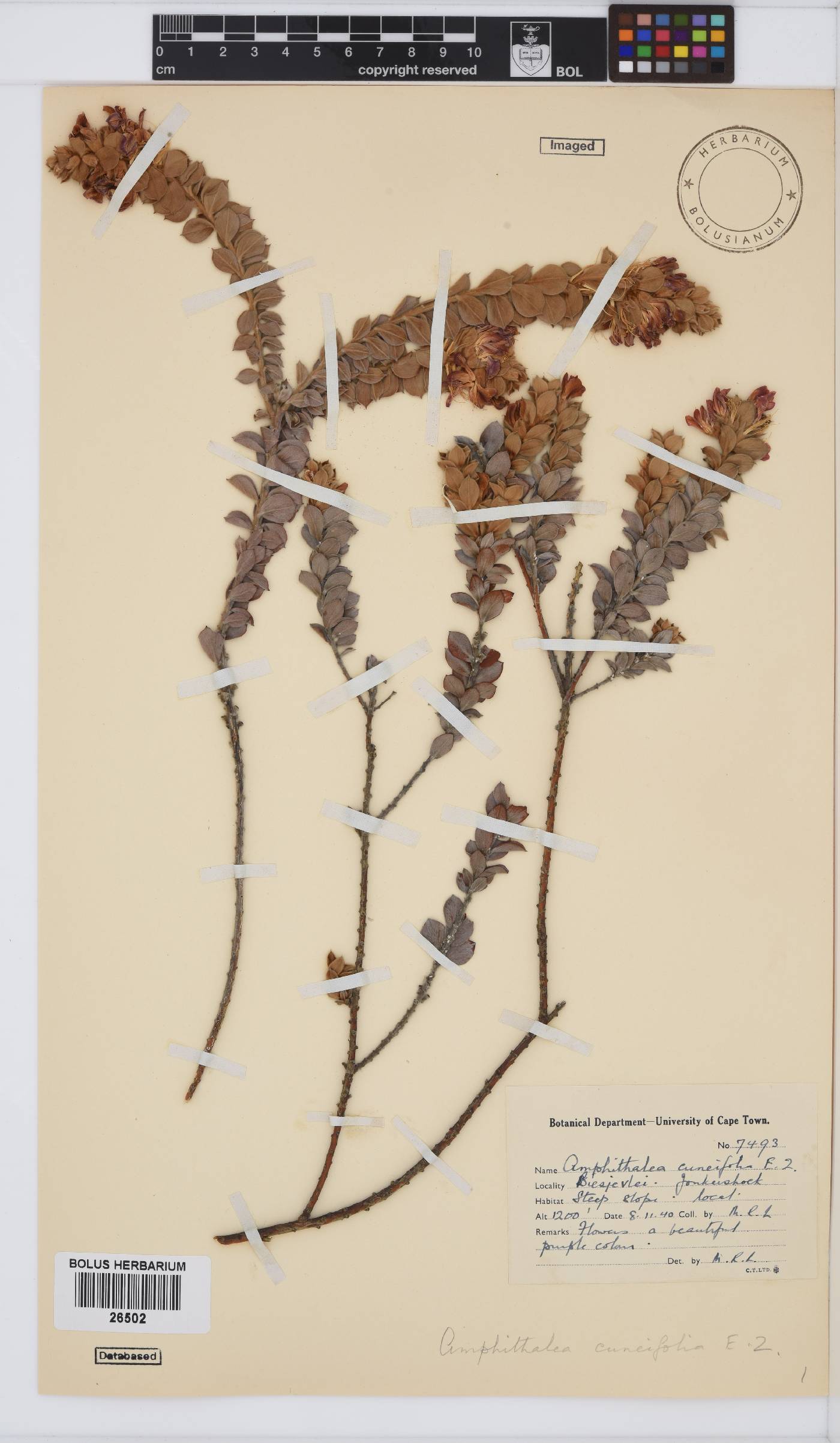 Amphithalea cuneifolia image