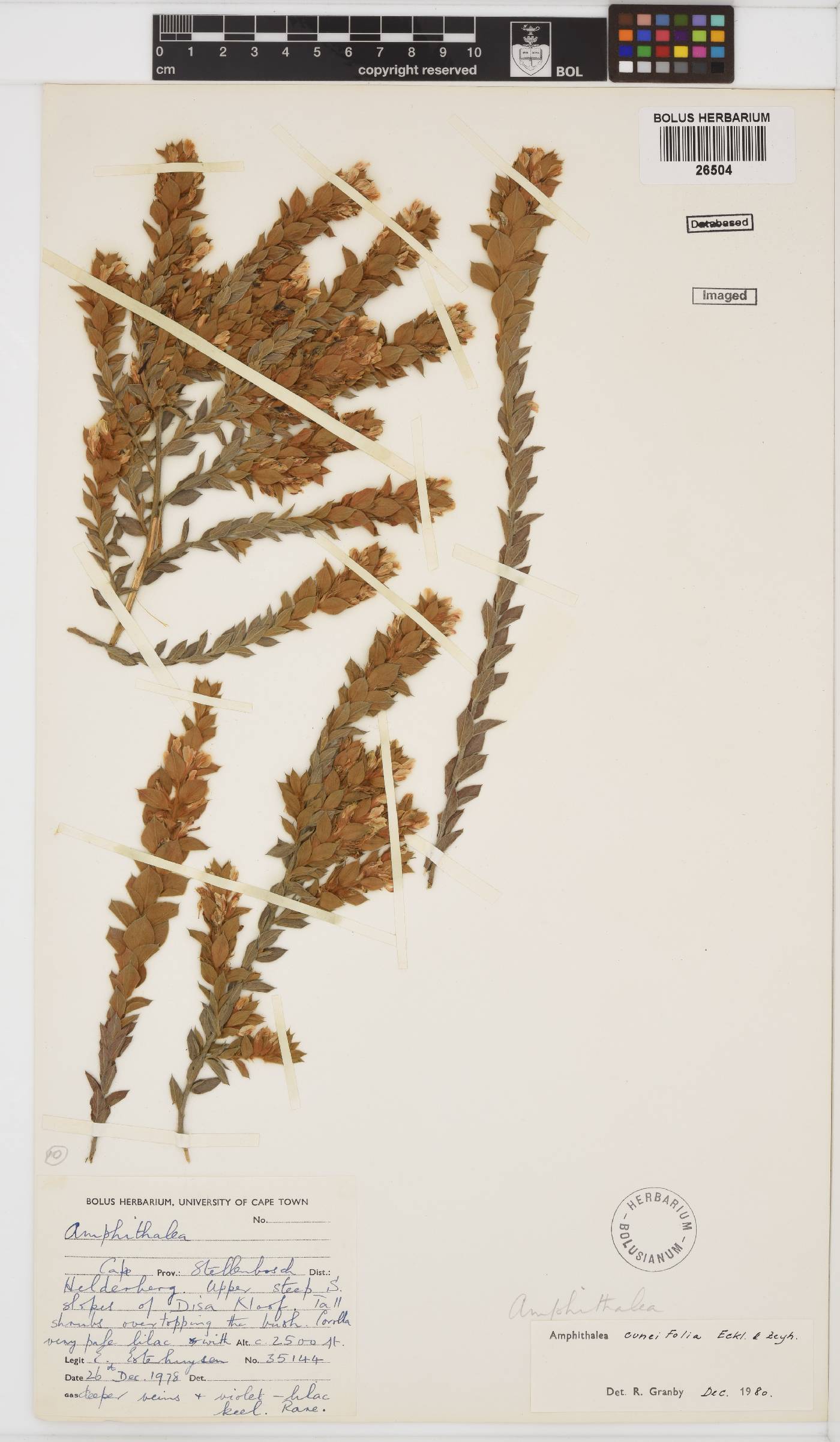 Amphithalea cuneifolia image