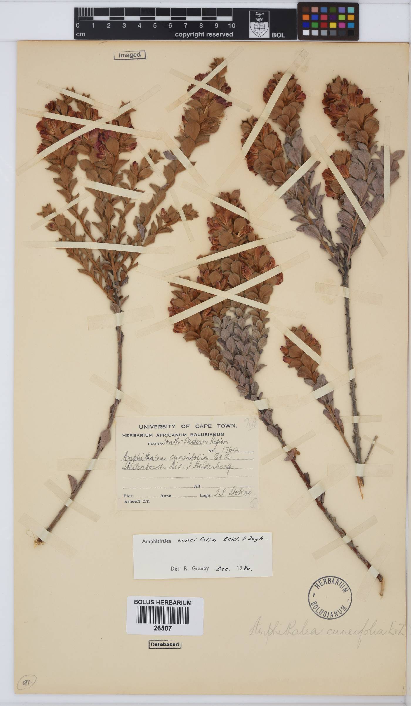 Amphithalea cuneifolia image