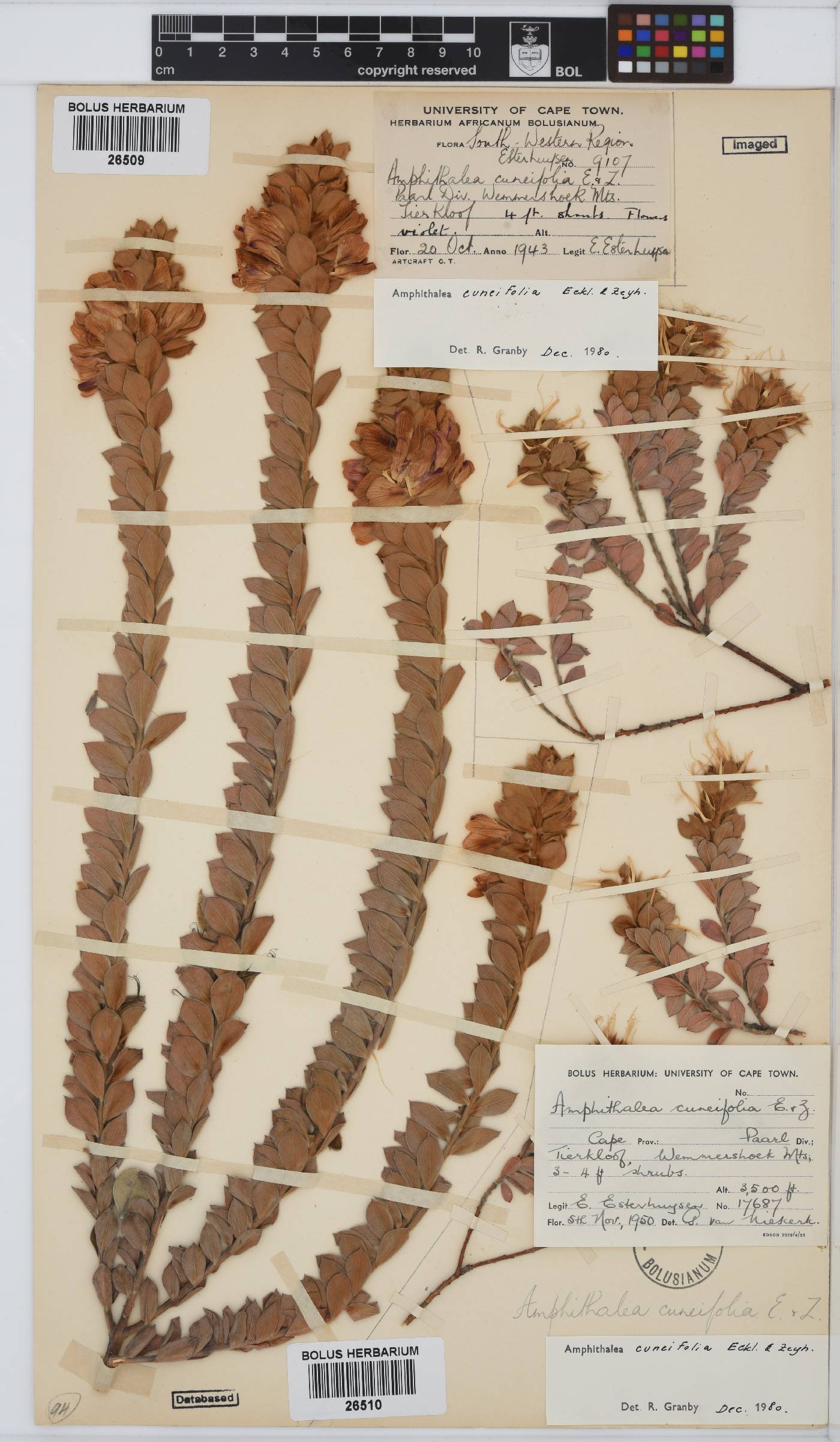 Amphithalea cuneifolia image