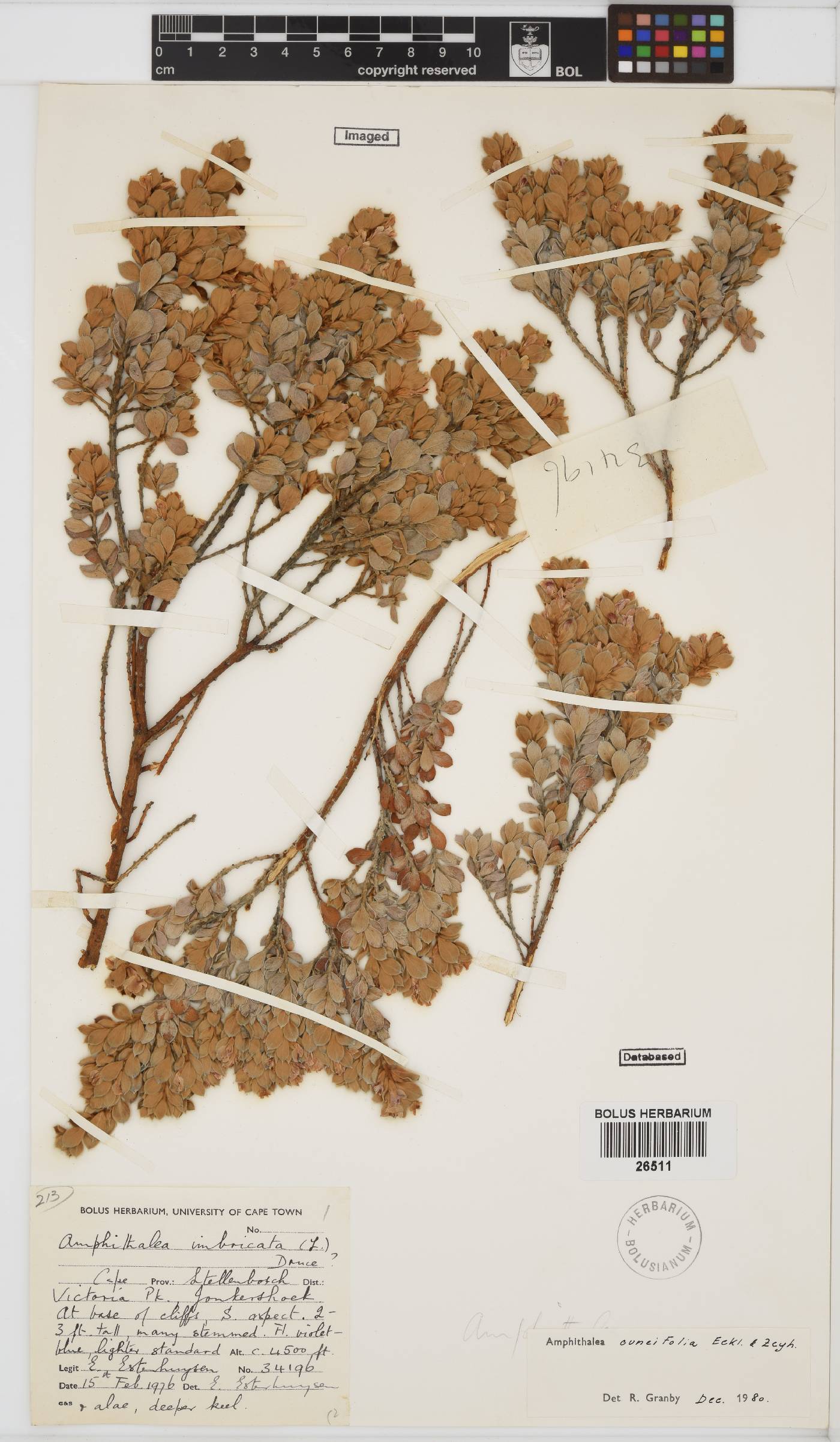 Amphithalea cuneifolia image