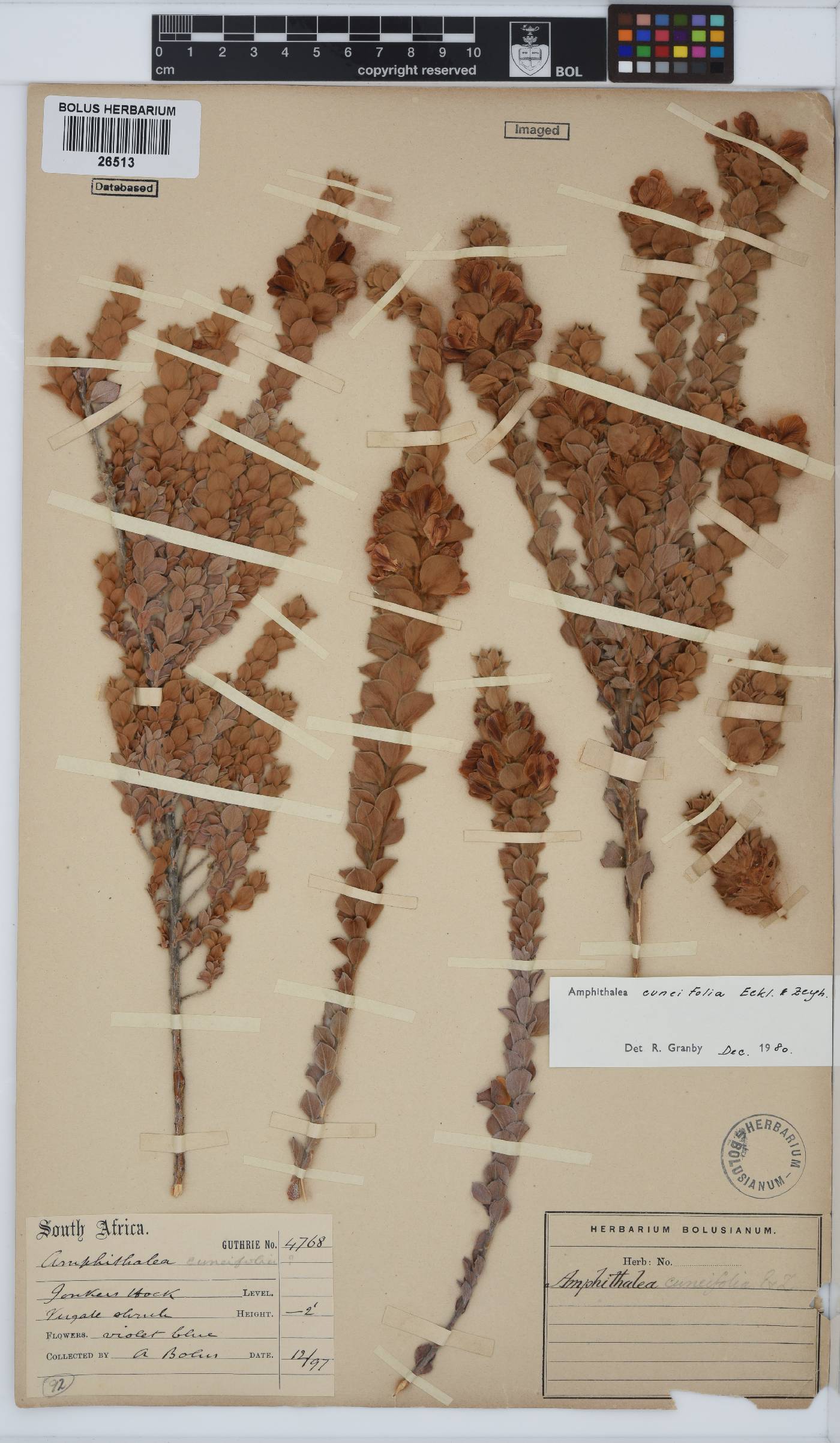 Amphithalea cuneifolia image