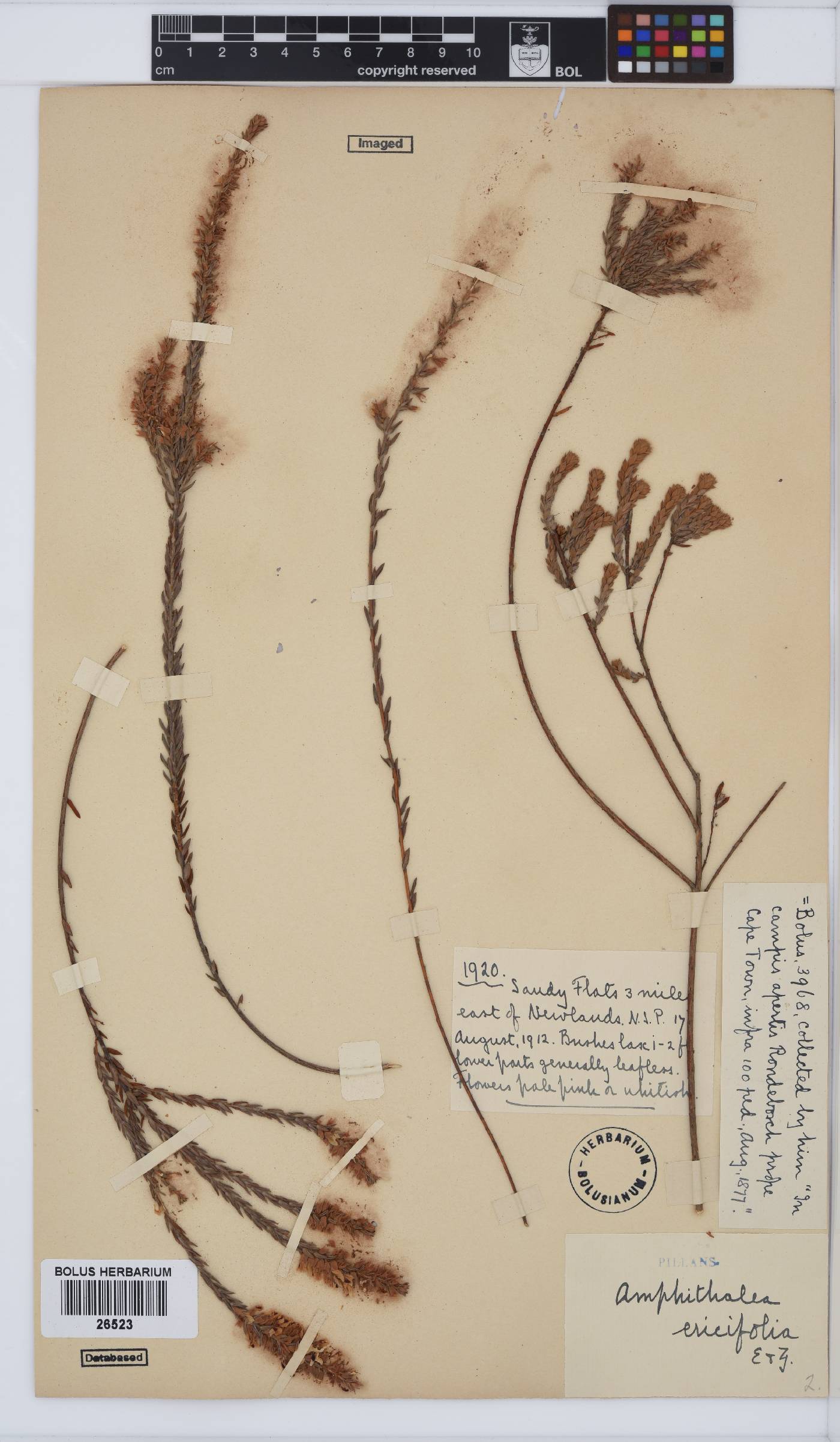Amphithalea ericifolia image