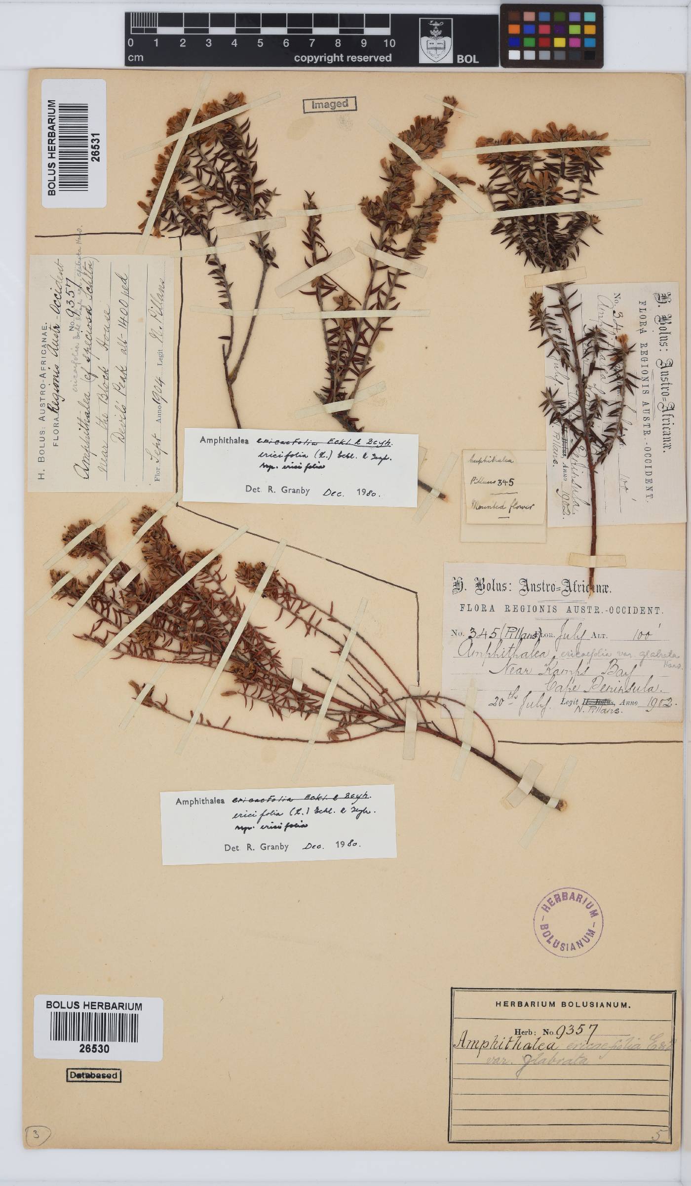 Amphithalea ericifolia image
