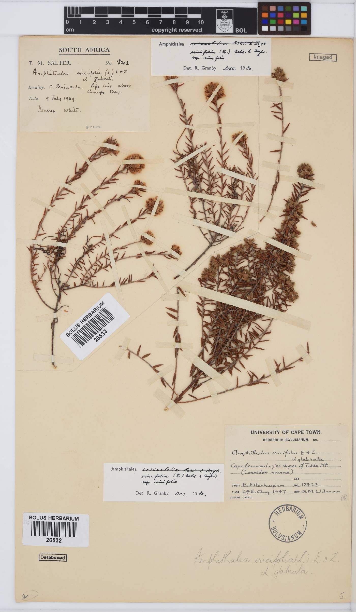 Amphithalea ericifolia image