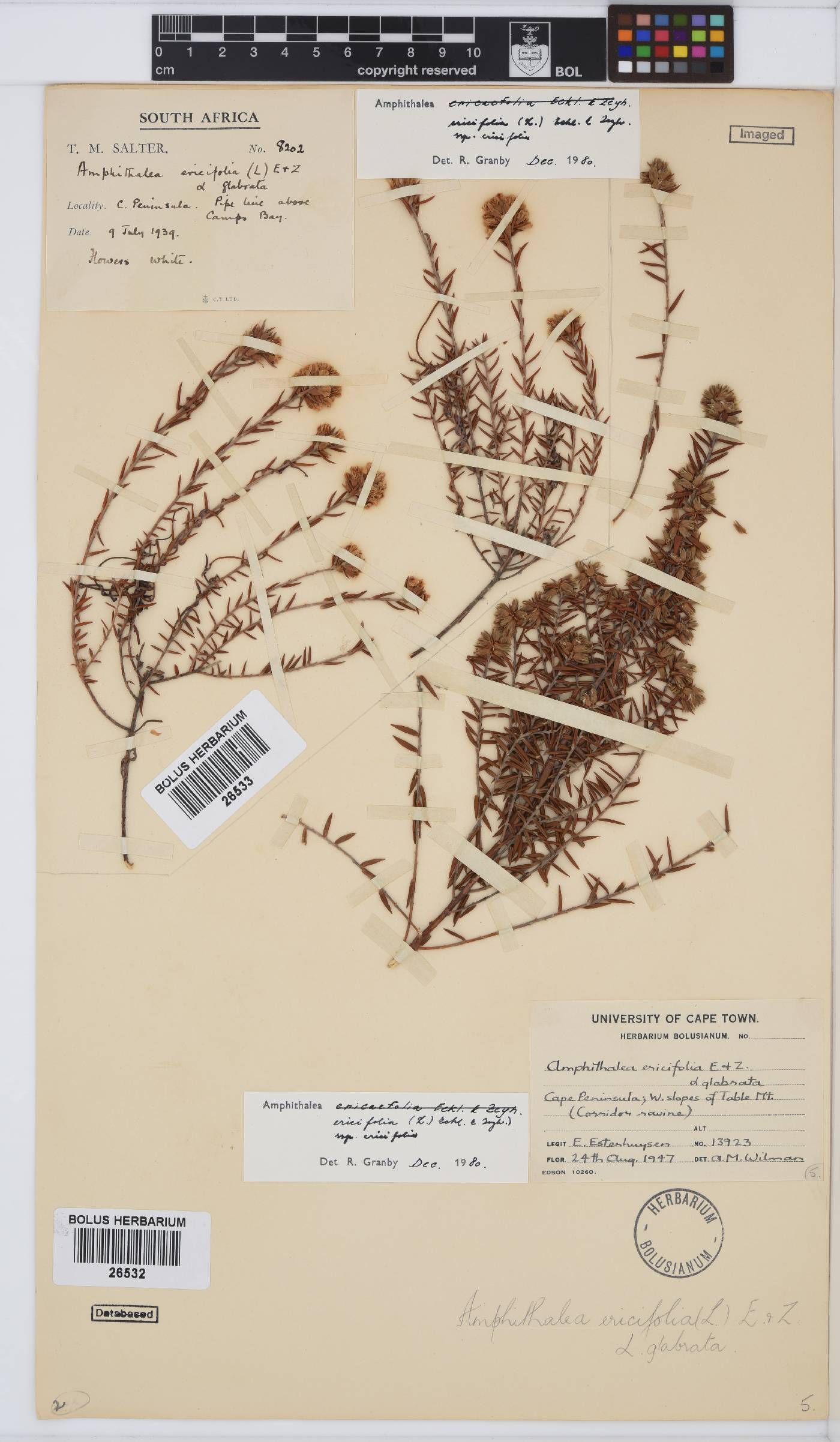 Amphithalea ericifolia subsp. ericifolia image