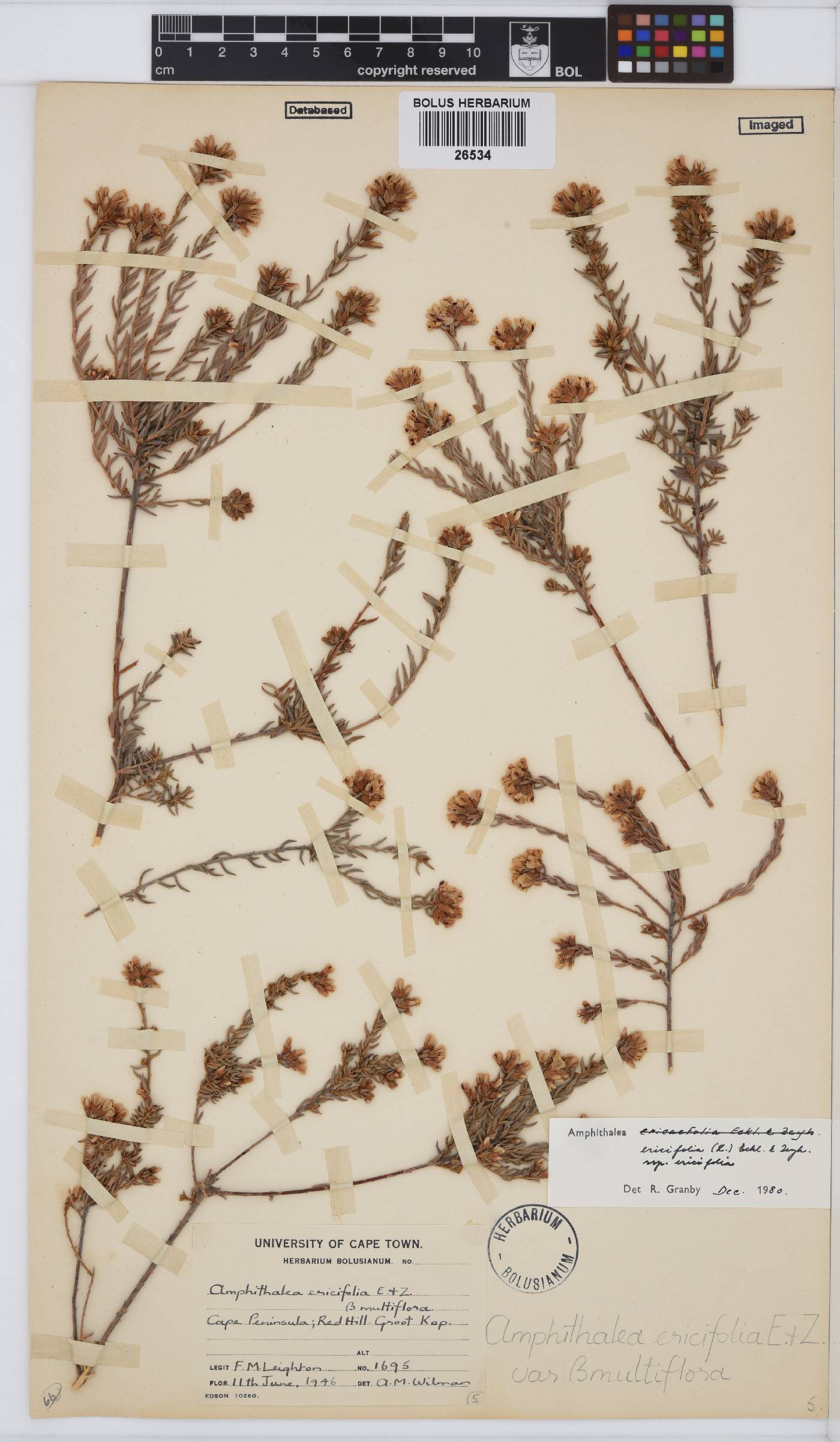 Amphithalea ericifolia image