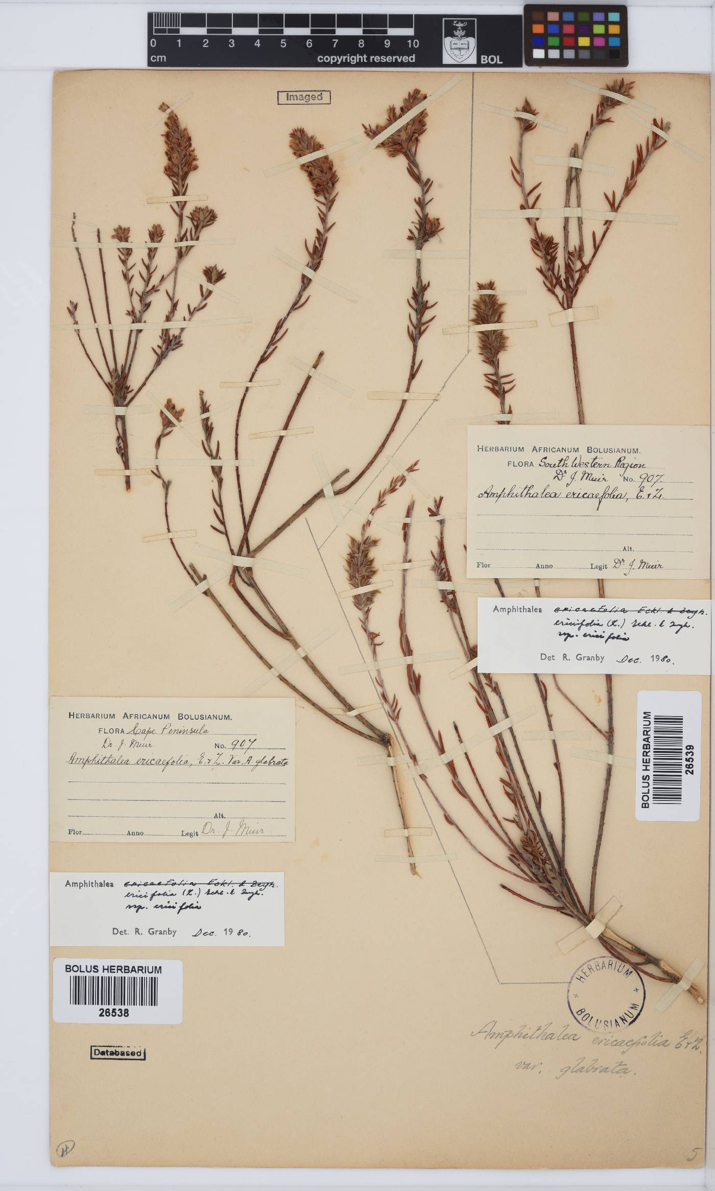 Amphithalea ericifolia subsp. ericifolia image