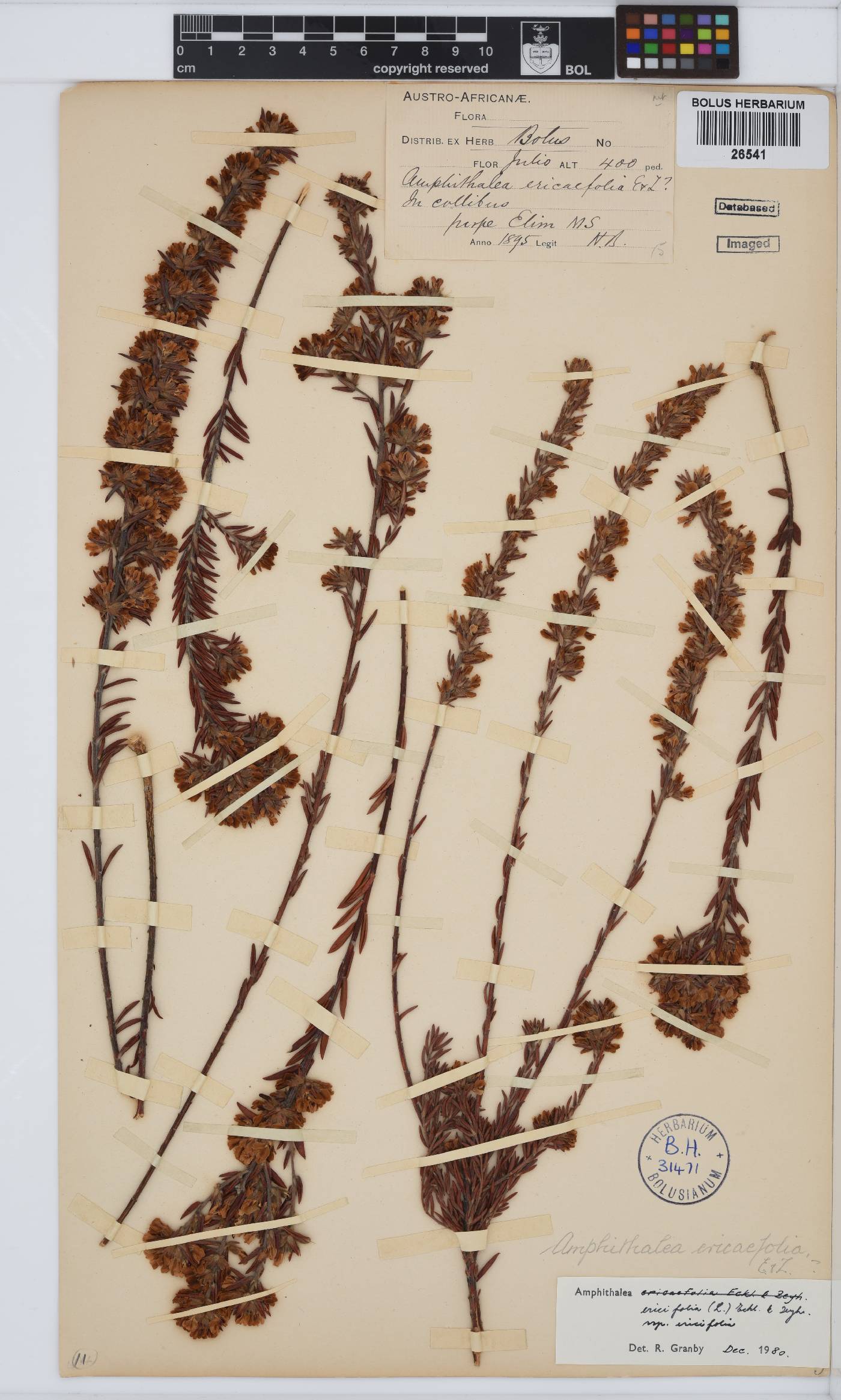 Amphithalea ericifolia subsp. ericifolia image