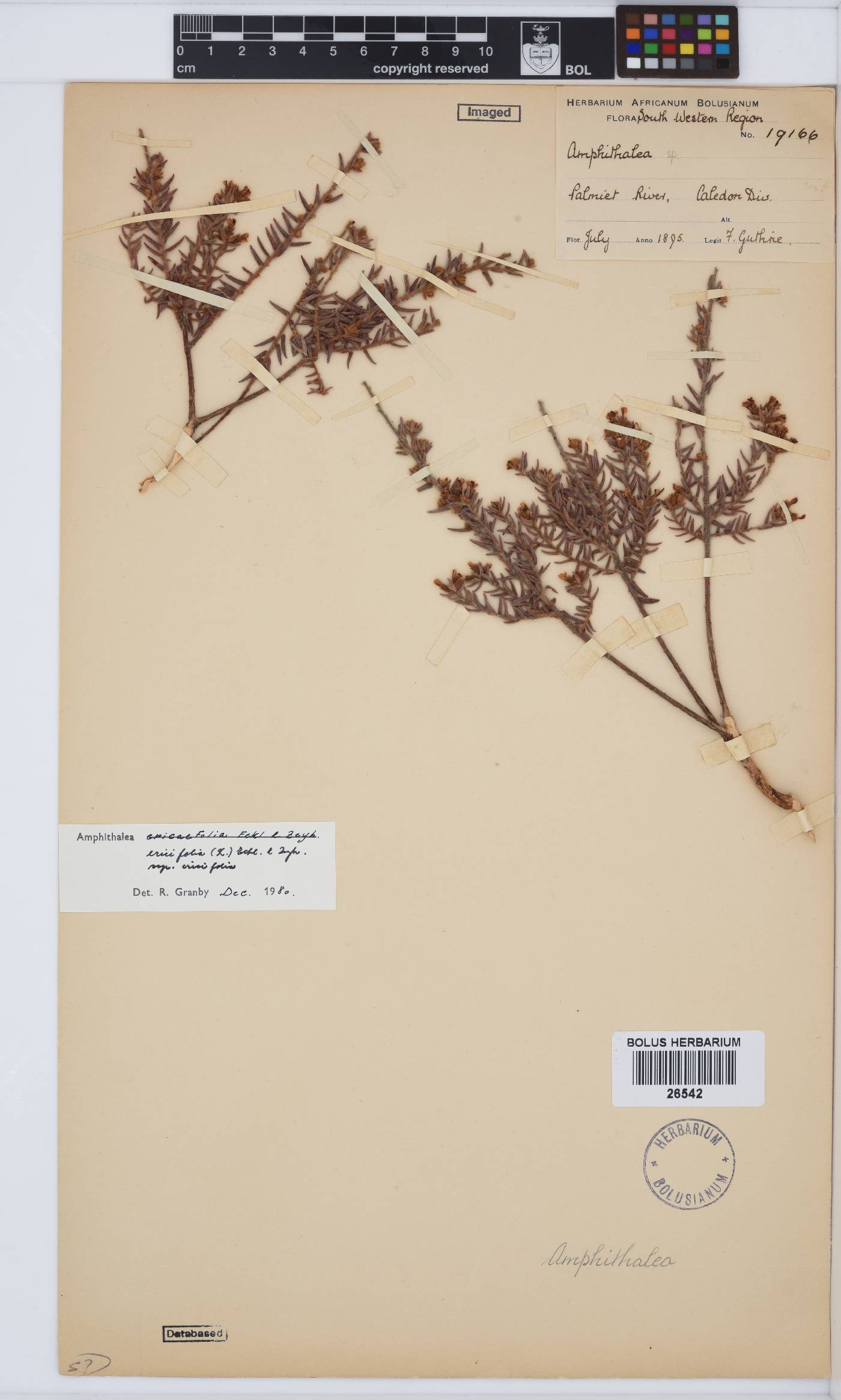 Amphithalea ericifolia subsp. ericifolia image