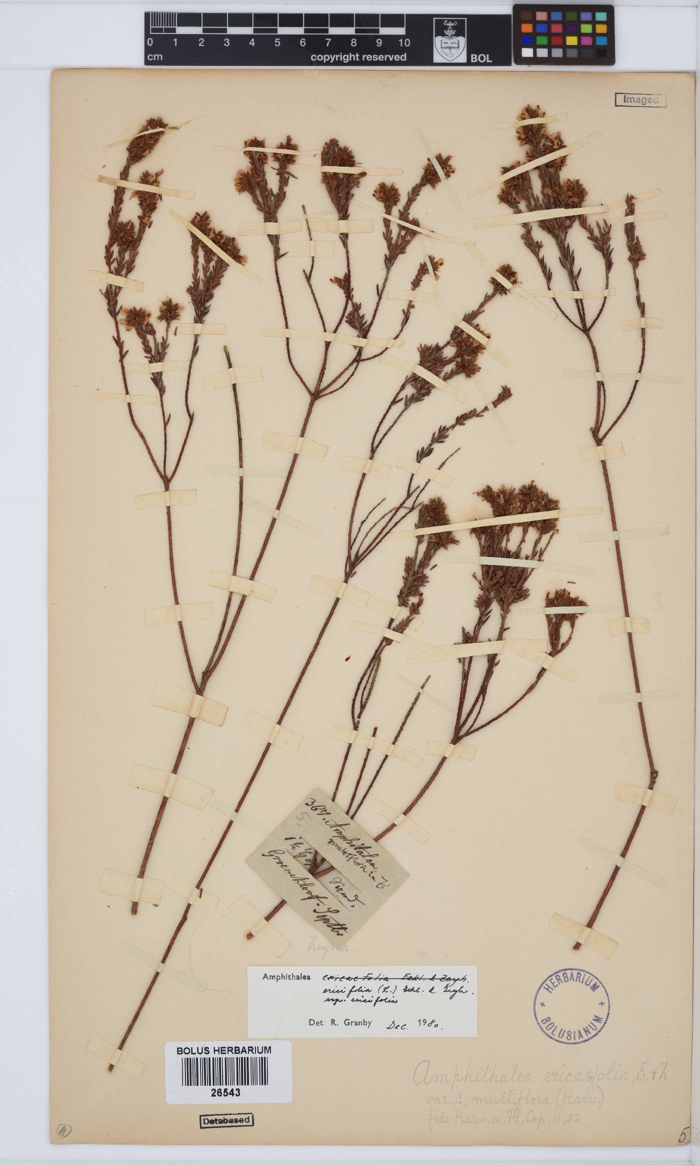 Amphithalea ericifolia subsp. ericifolia image