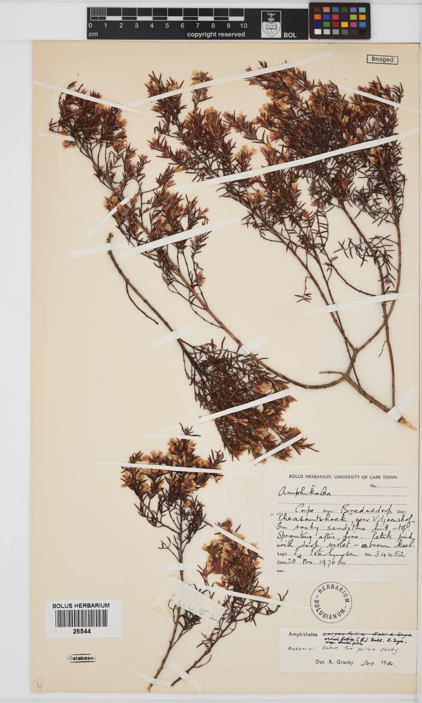 Amphithalea ericifolia subsp. ericifolia image