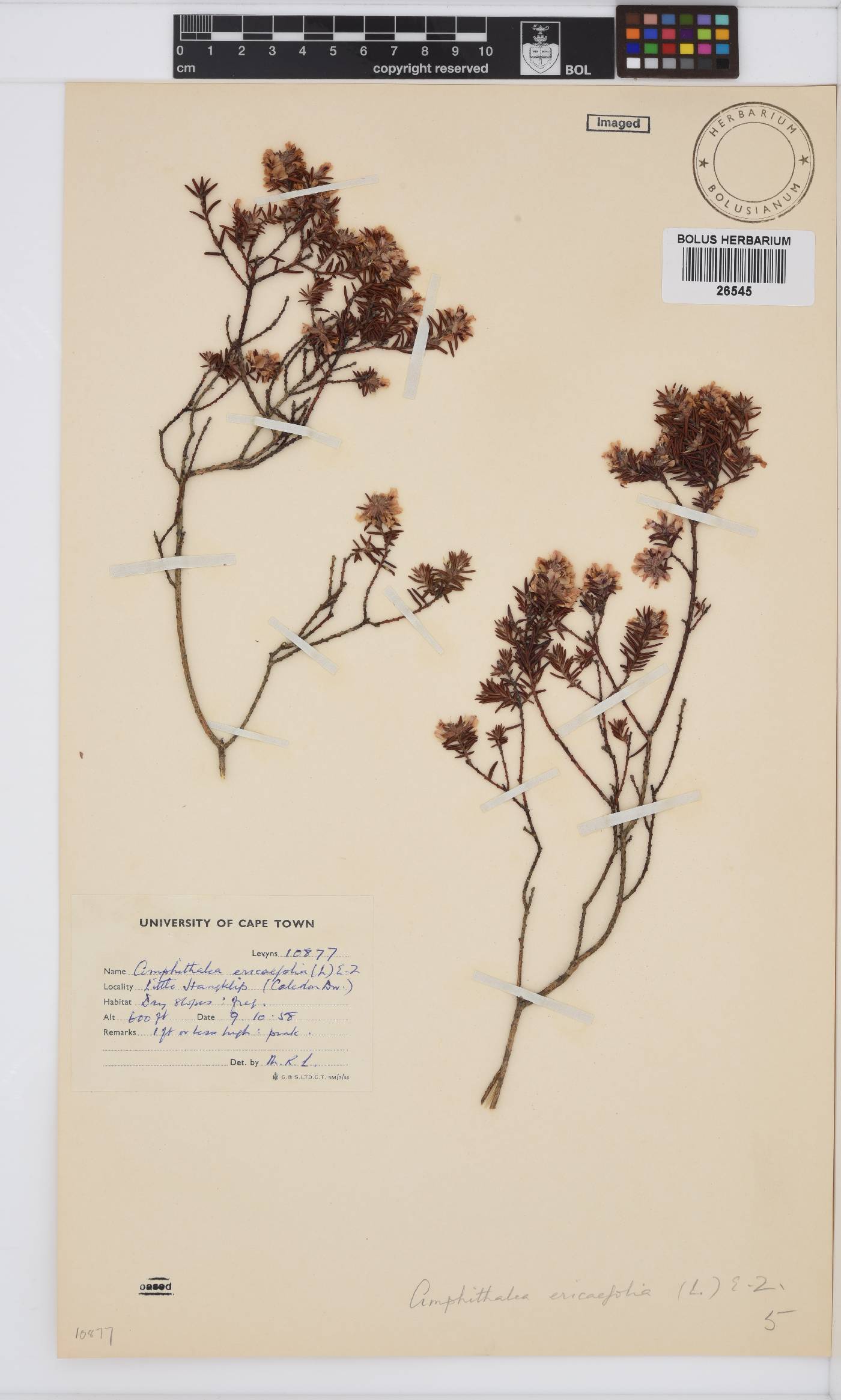 Amphithalea ericifolia subsp. ericifolia image