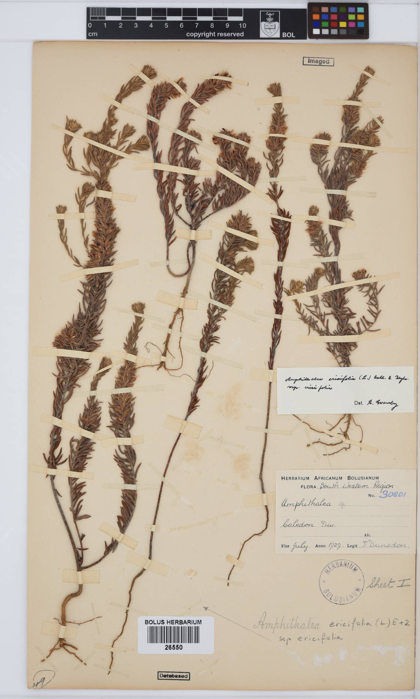 Amphithalea image