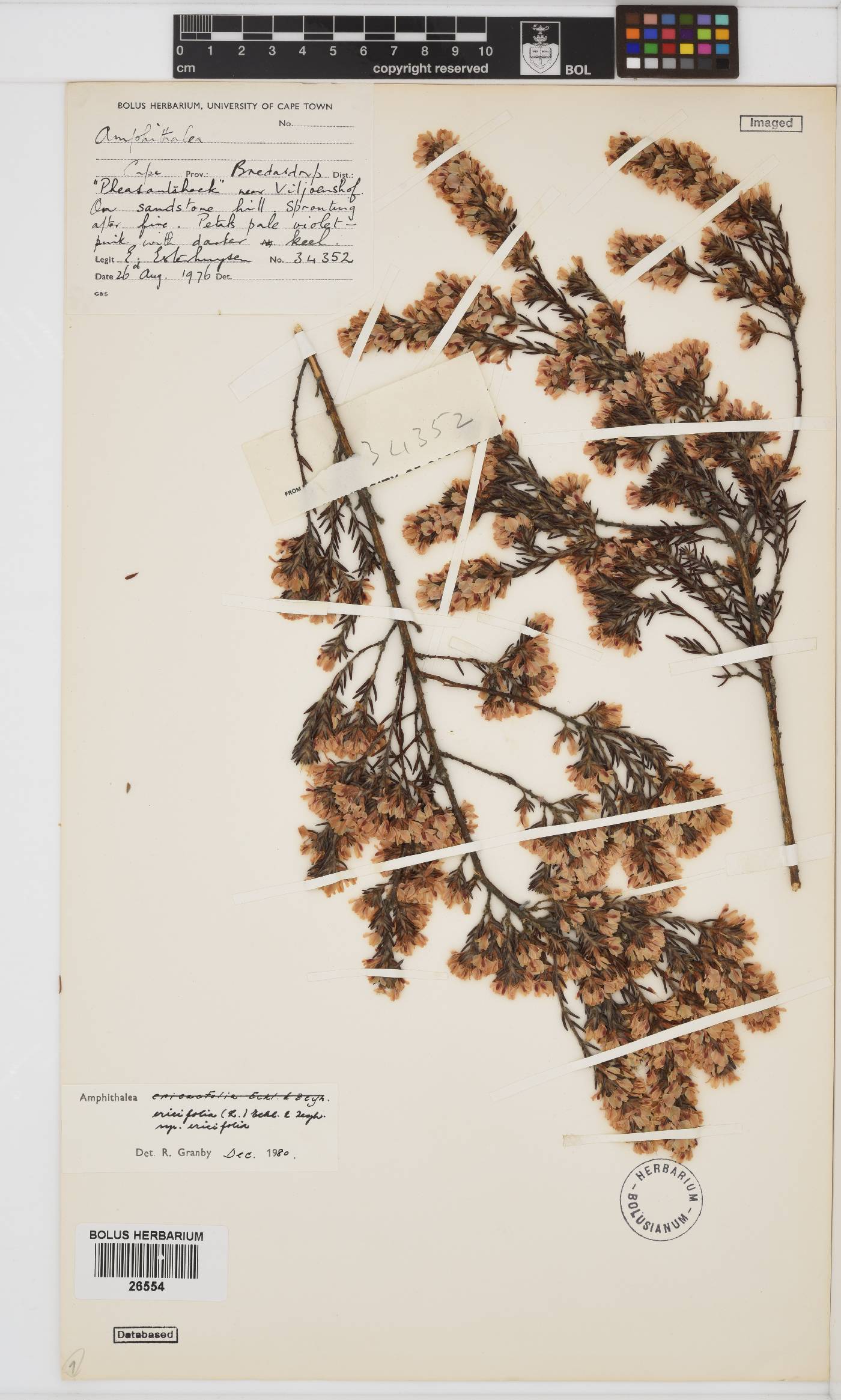 Amphithalea image