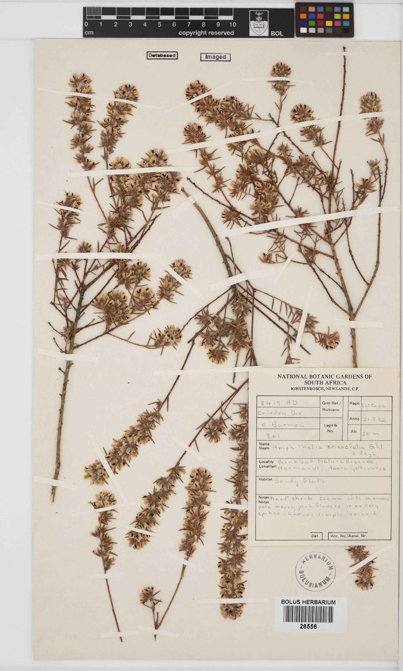 Amphithalea ericifolia image