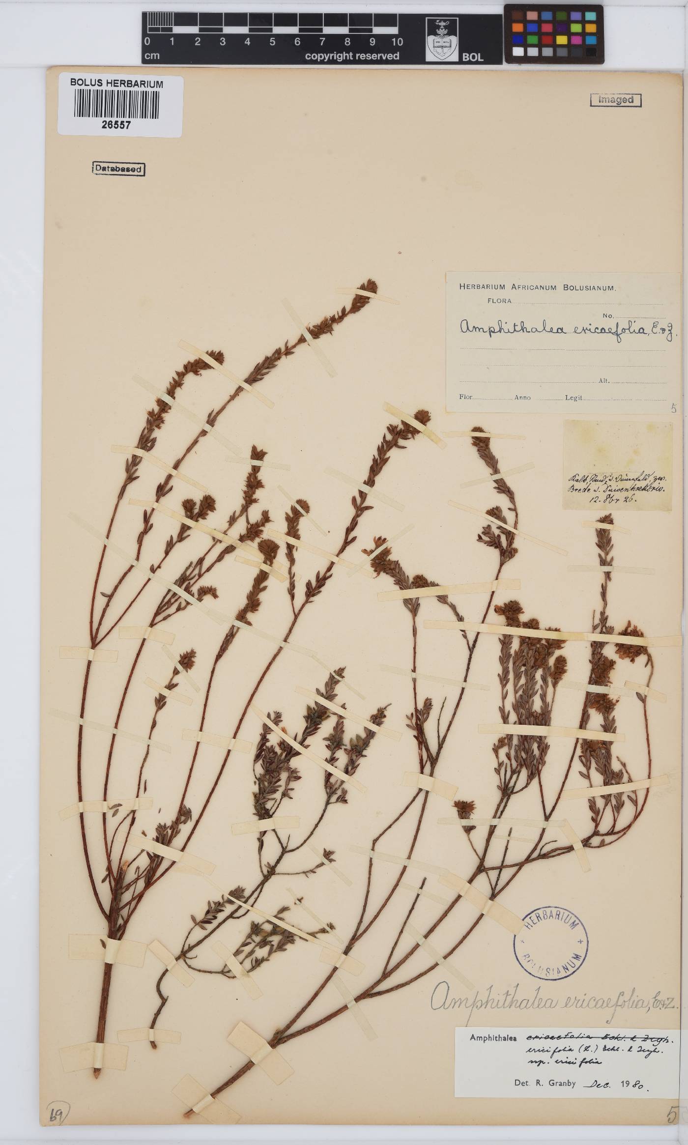 Amphithalea ericifolia subsp. ericifolia image