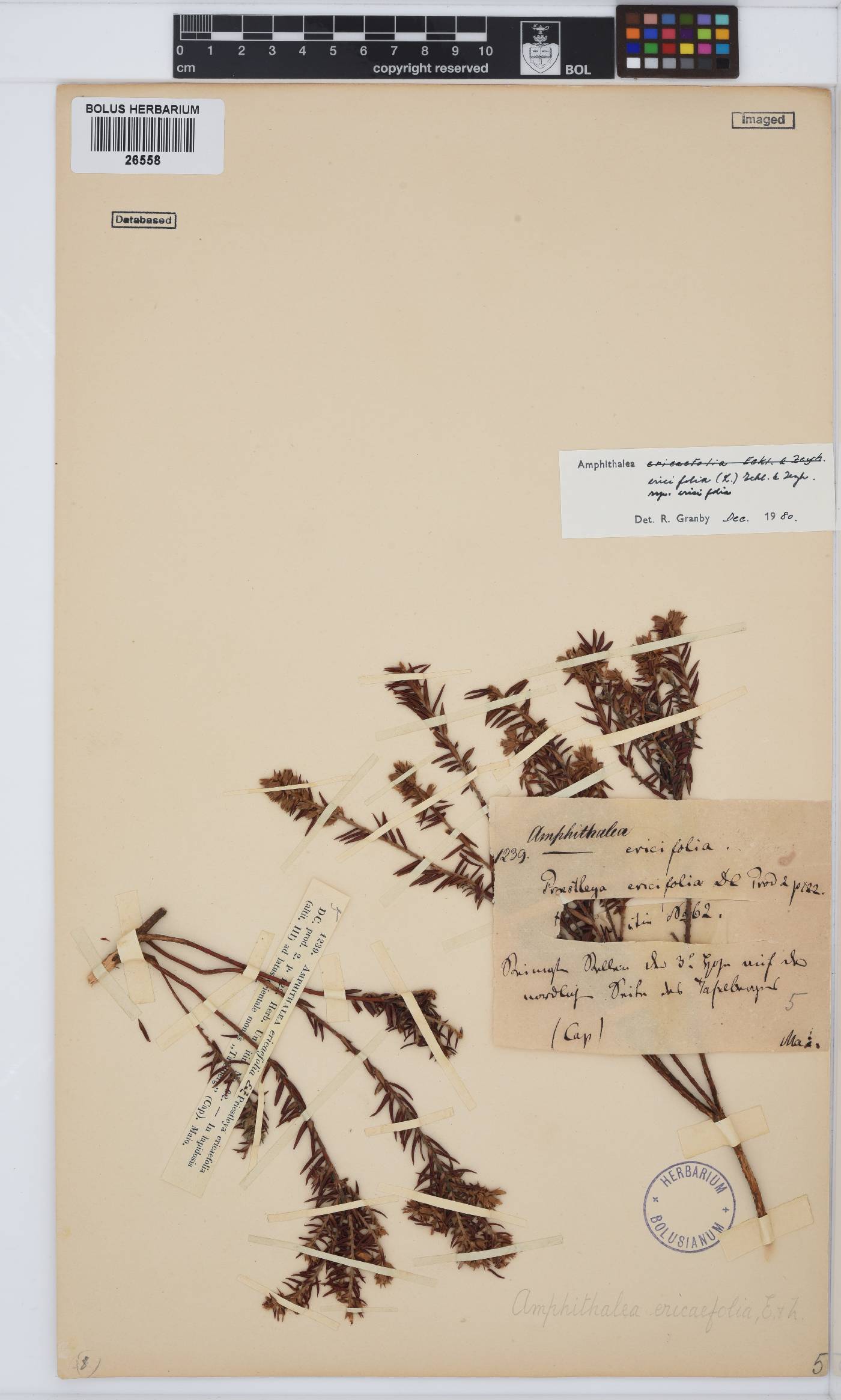 Amphithalea ericifolia subsp. ericifolia image