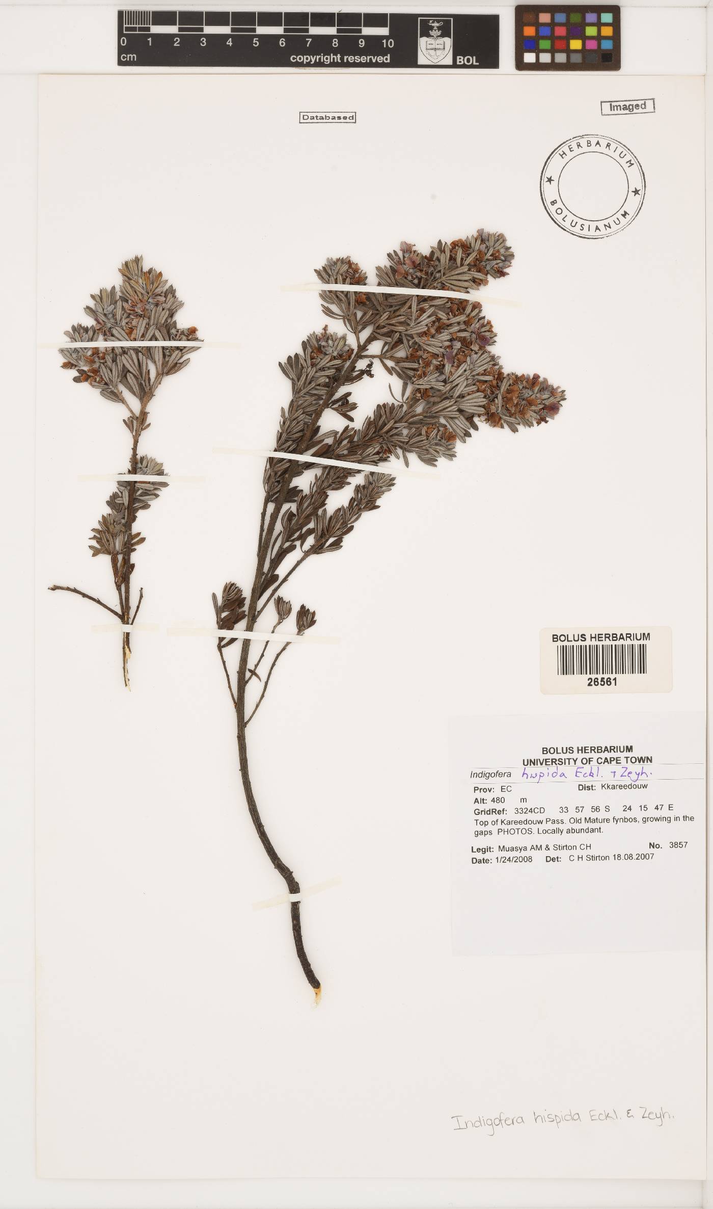 Indigofera hispida image