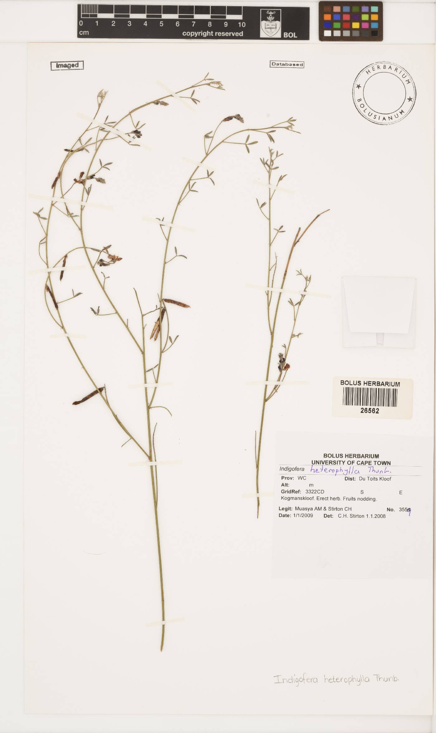 Indigofera heterophylla image
