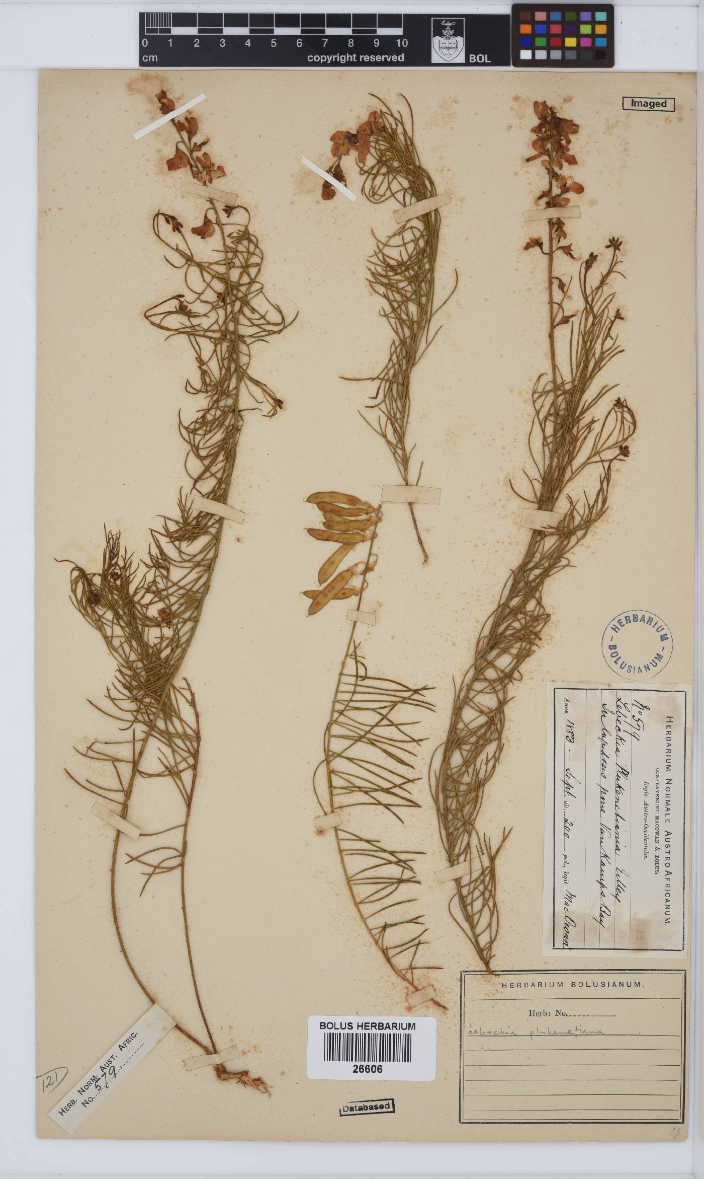Lebeckia image