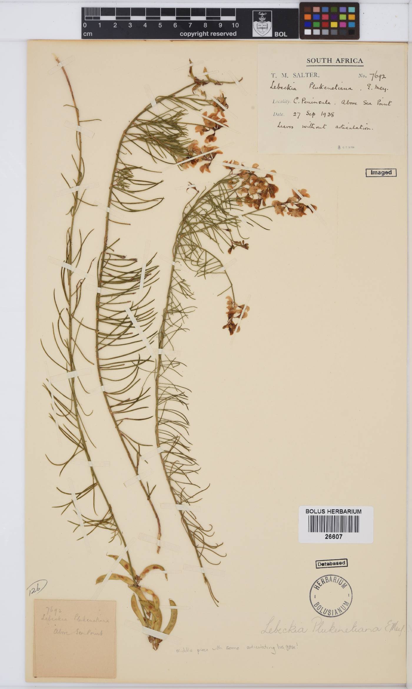 Lebeckia plukenetiana image