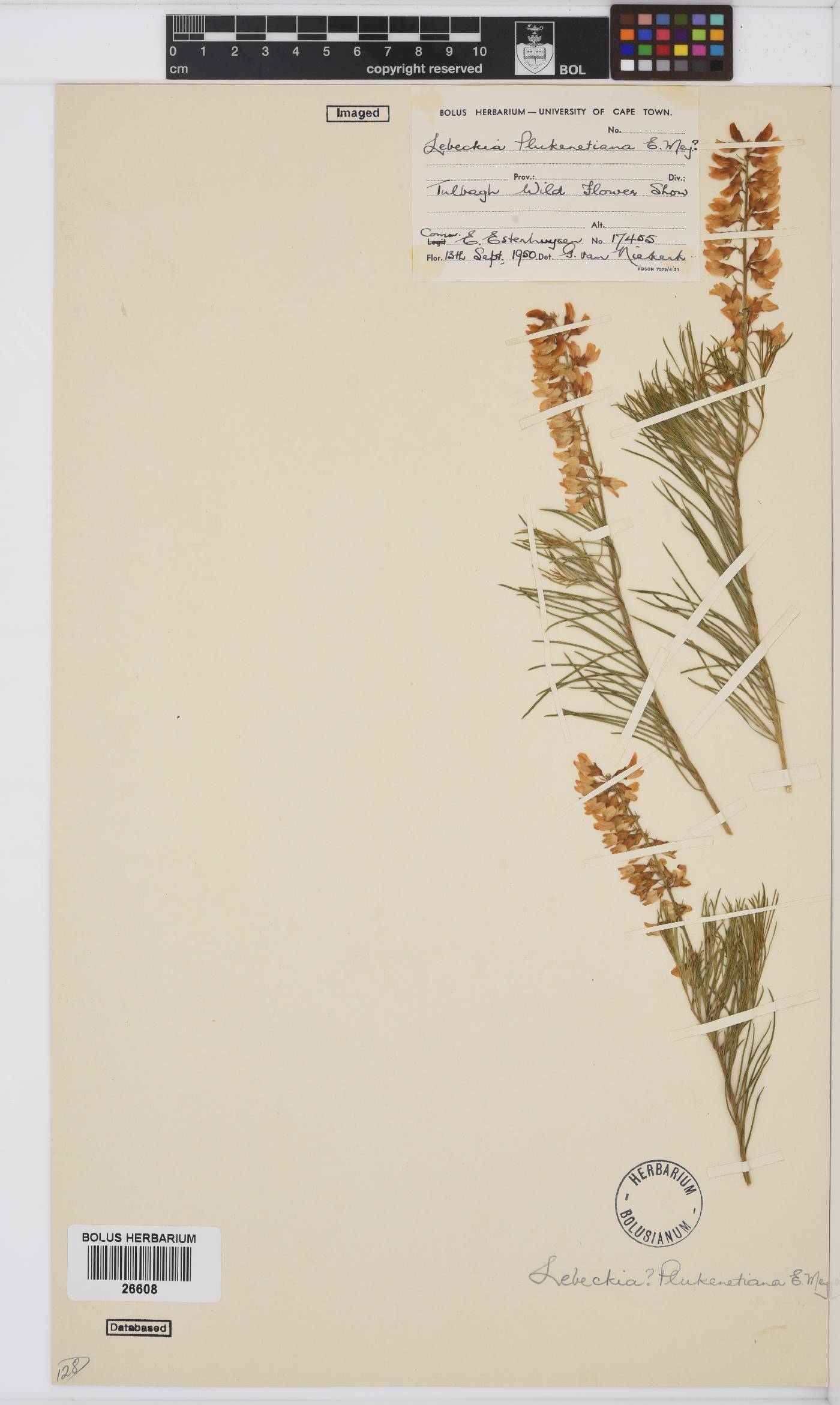 Lebeckia plukenetiana image