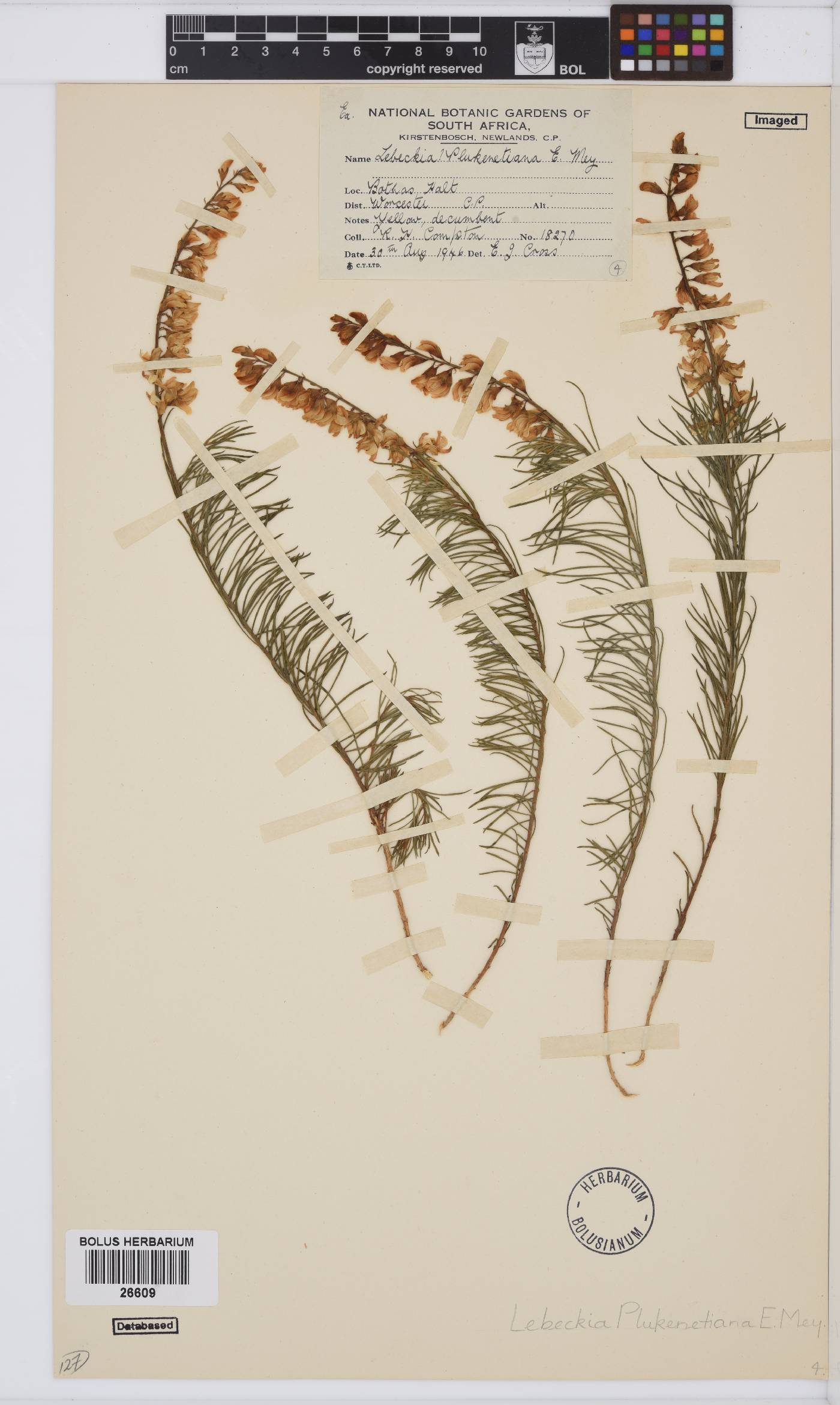 Lebeckia plukenetiana image