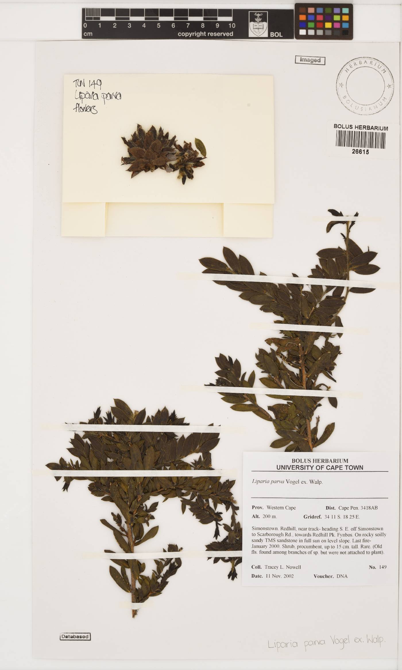 Liparia parva image
