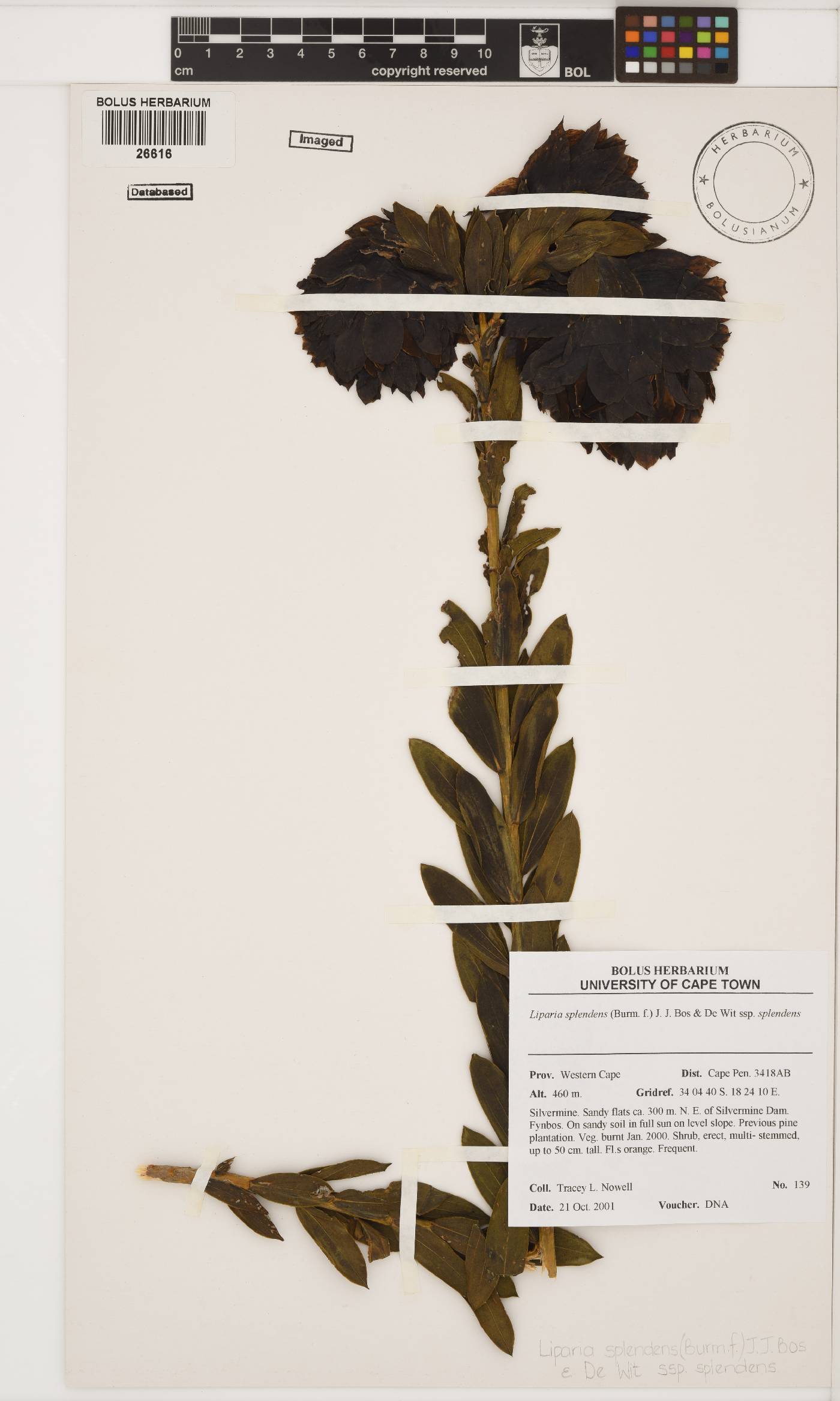 Liparia splendens image