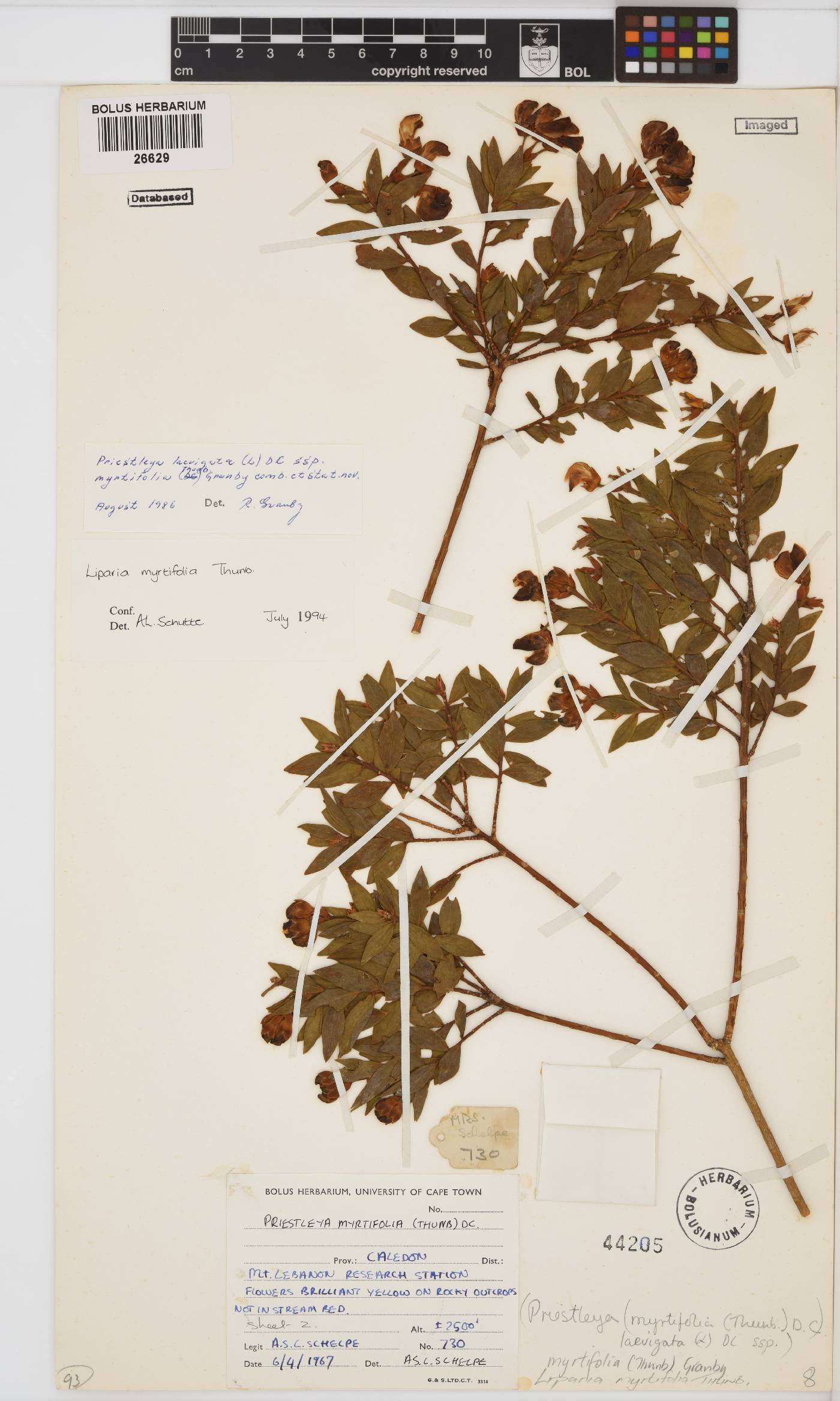 Liparia myrtifolia image