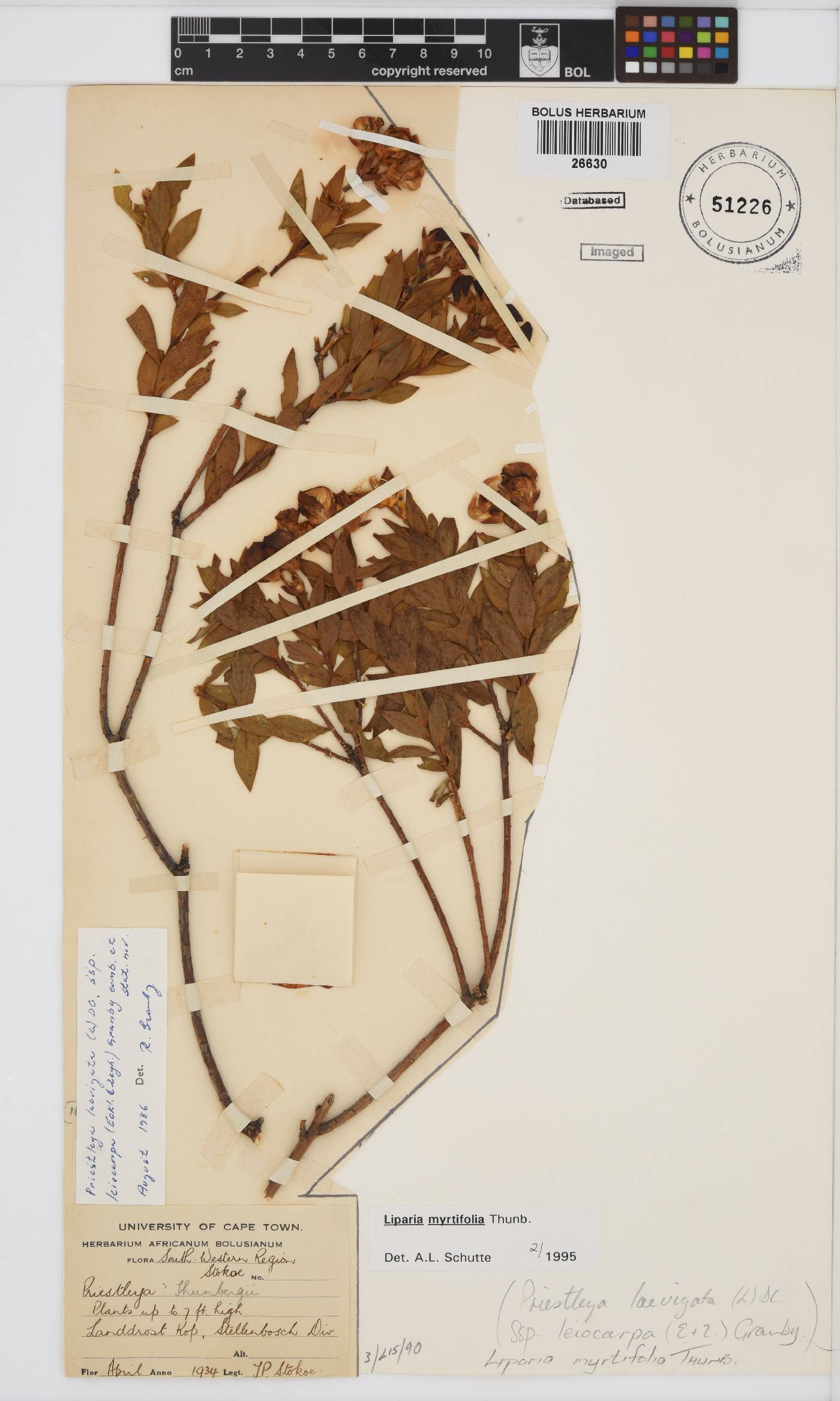 Liparia myrtifolia image