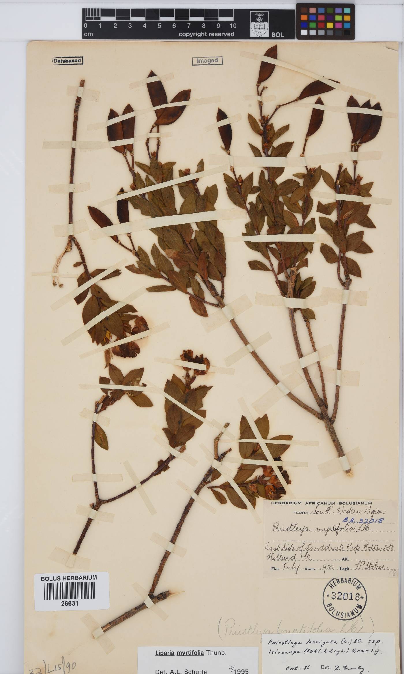 Liparia myrtifolia image