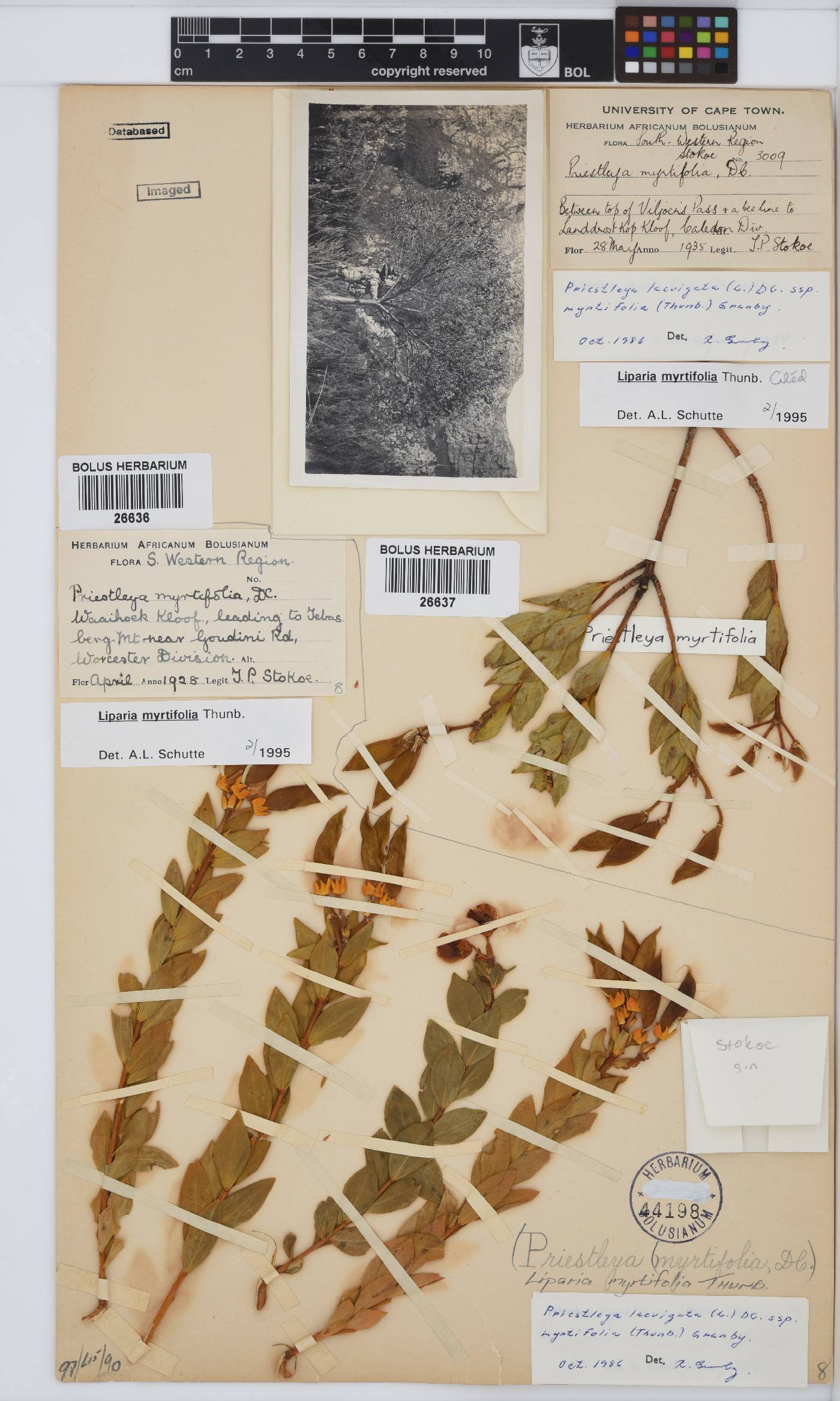 Liparia myrtifolia image