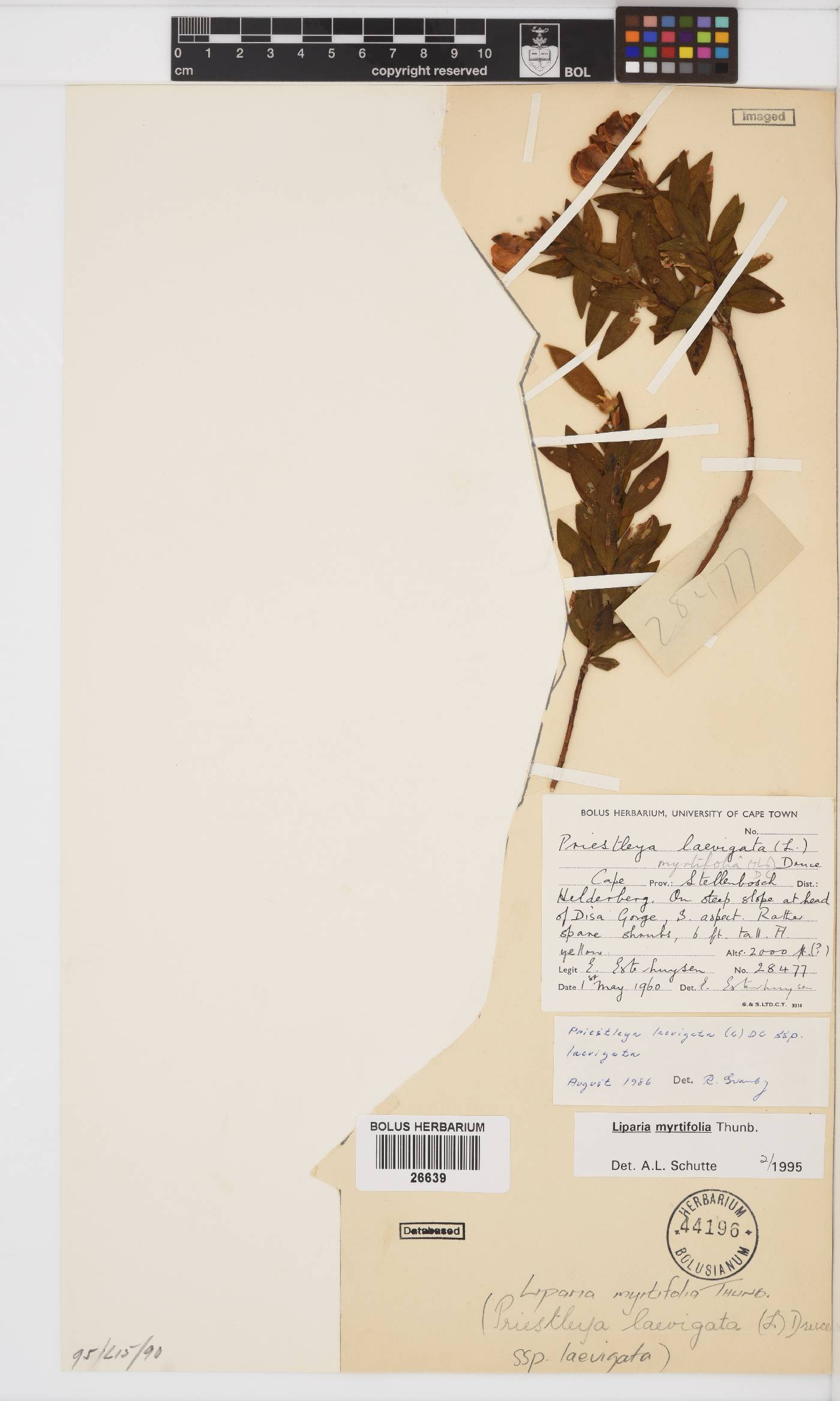 Liparia myrtifolia image