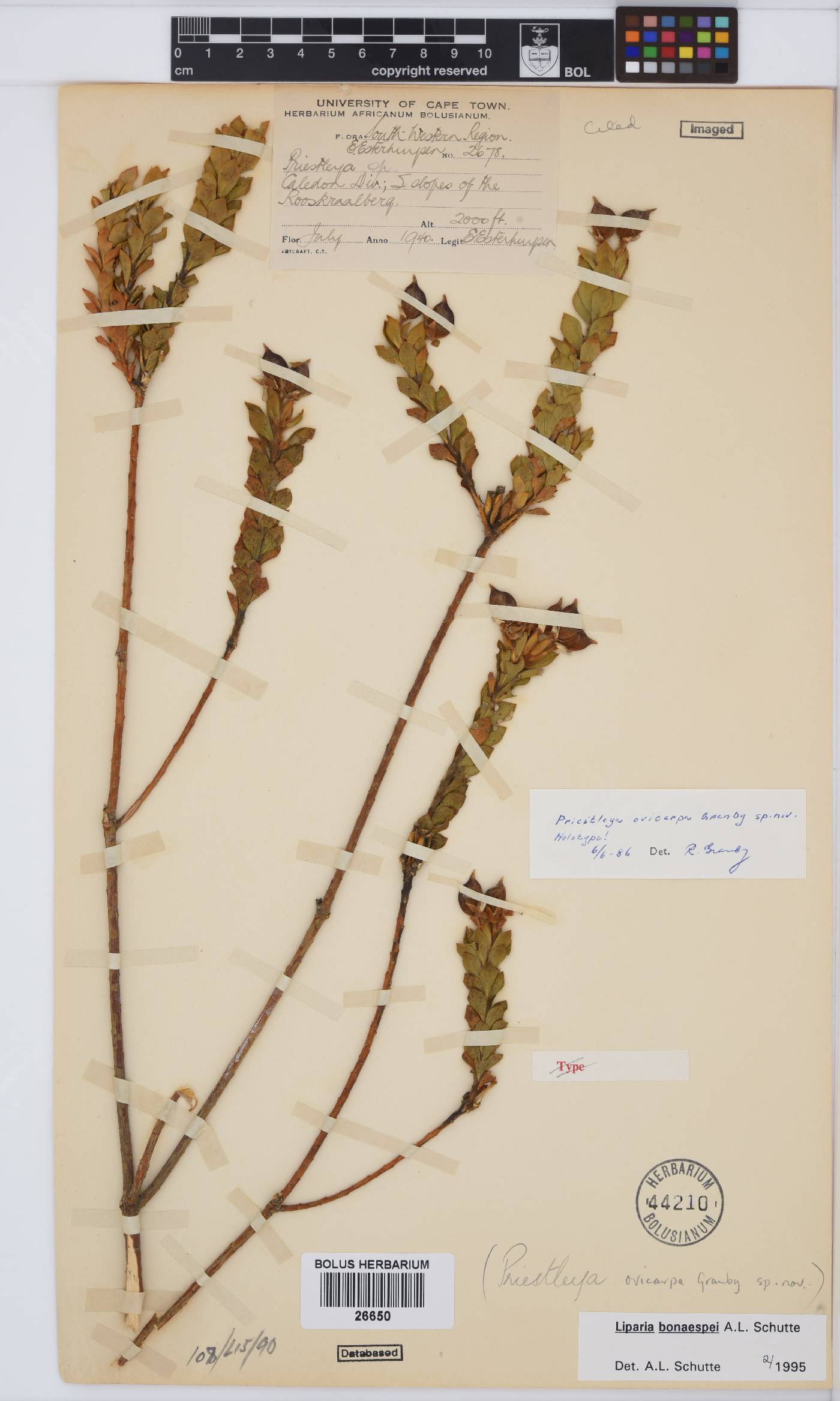 Liparia bonaespei image