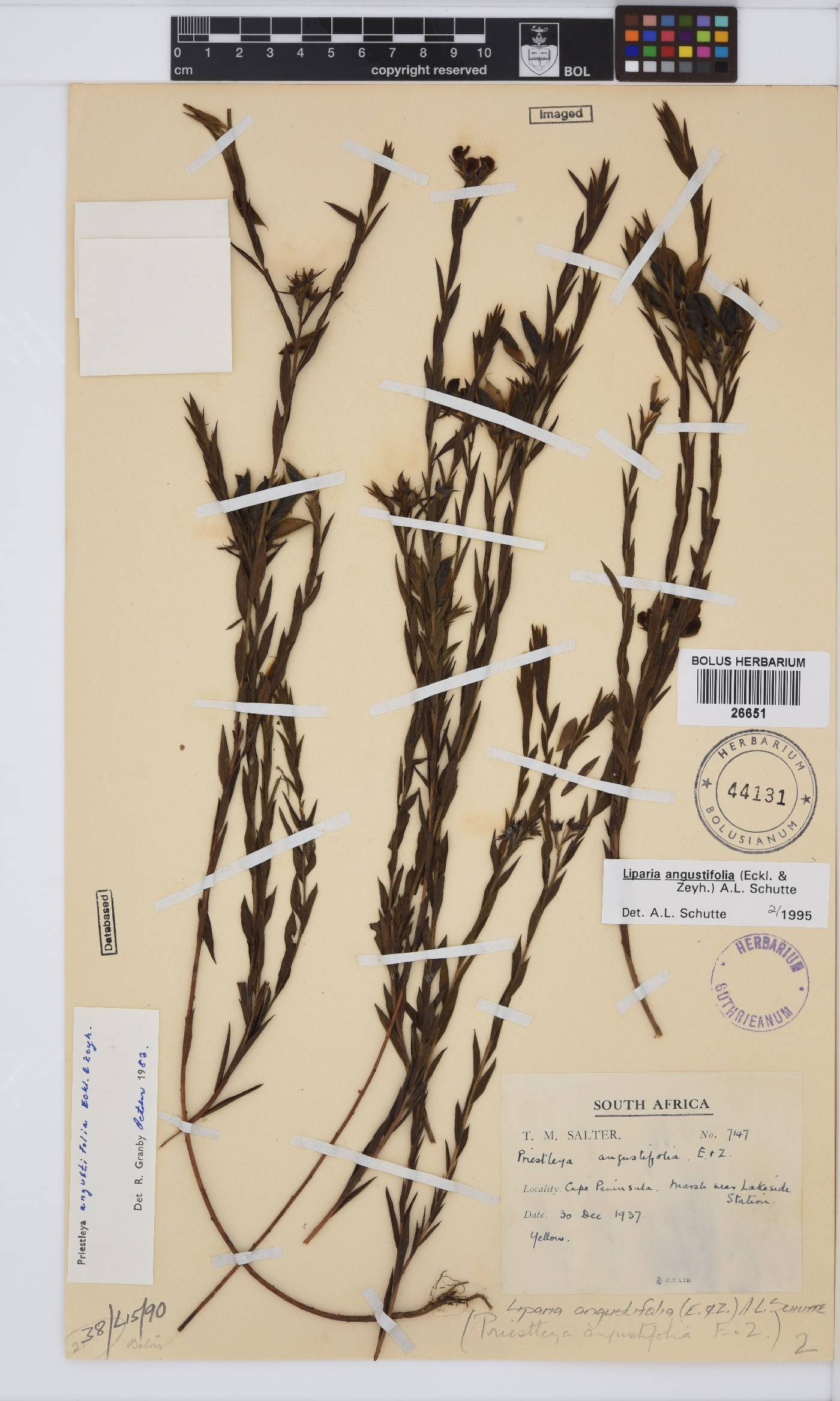 Liparia angustifolia image