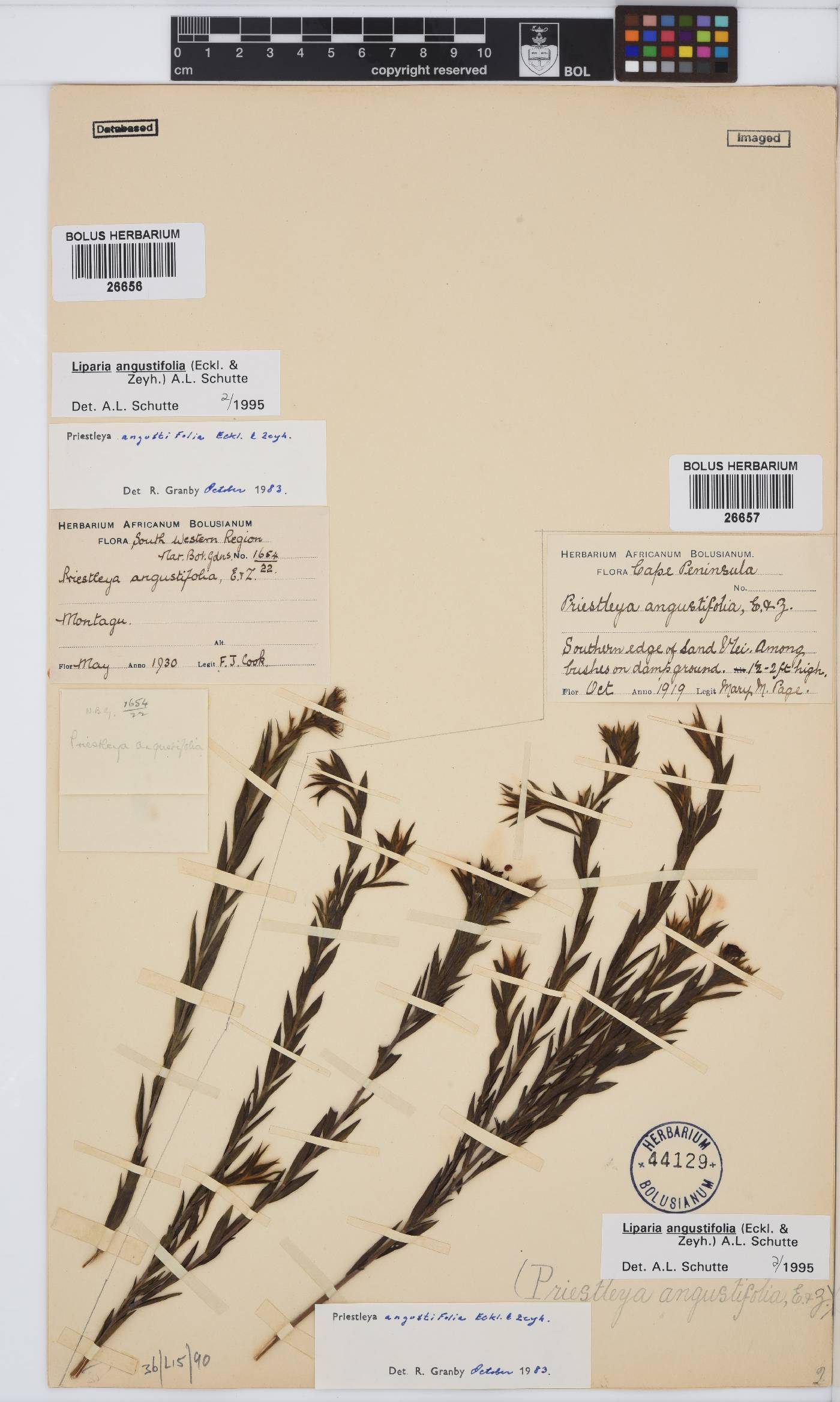 Liparia angustifolia image