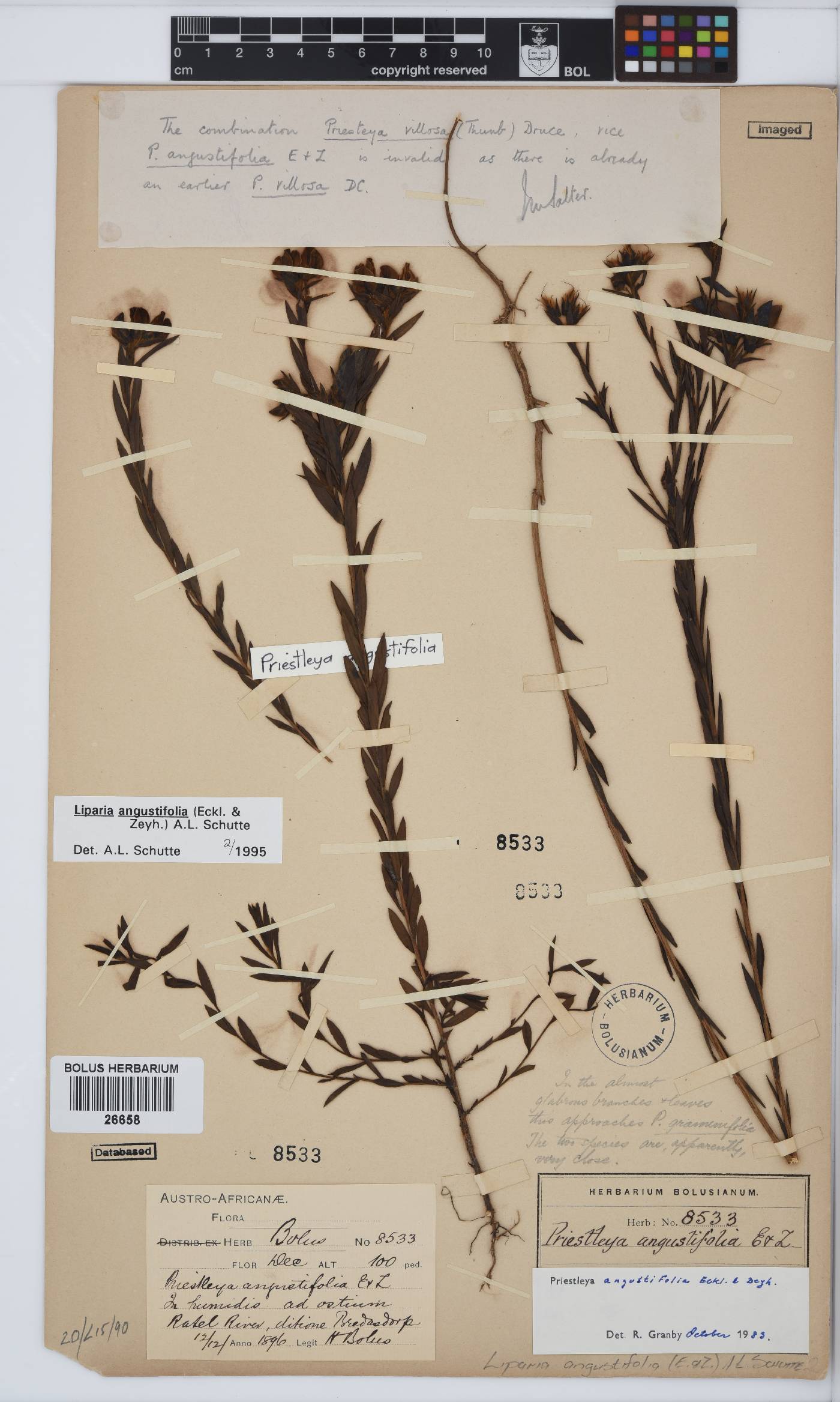 Liparia angustifolia image