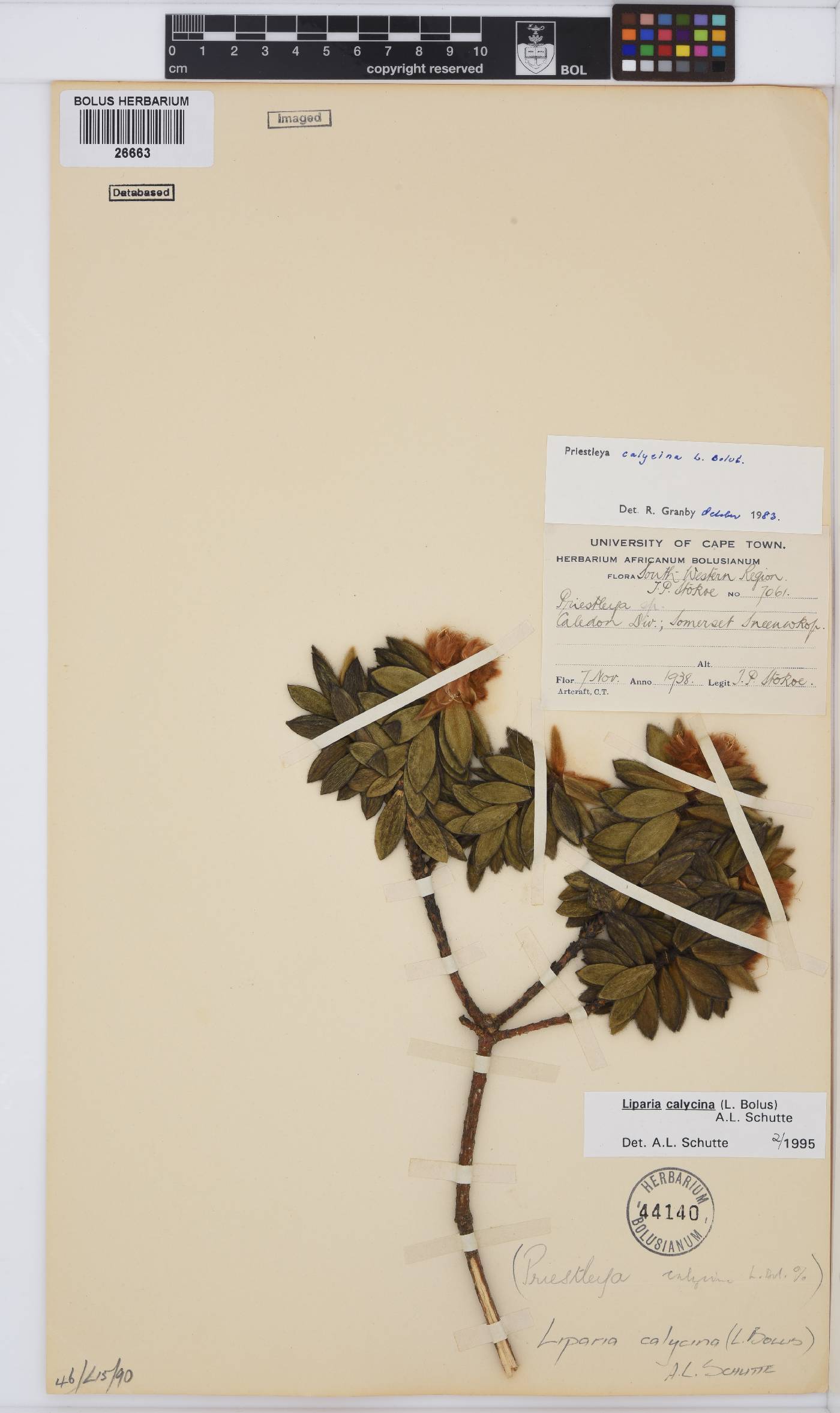 Liparia calycina image