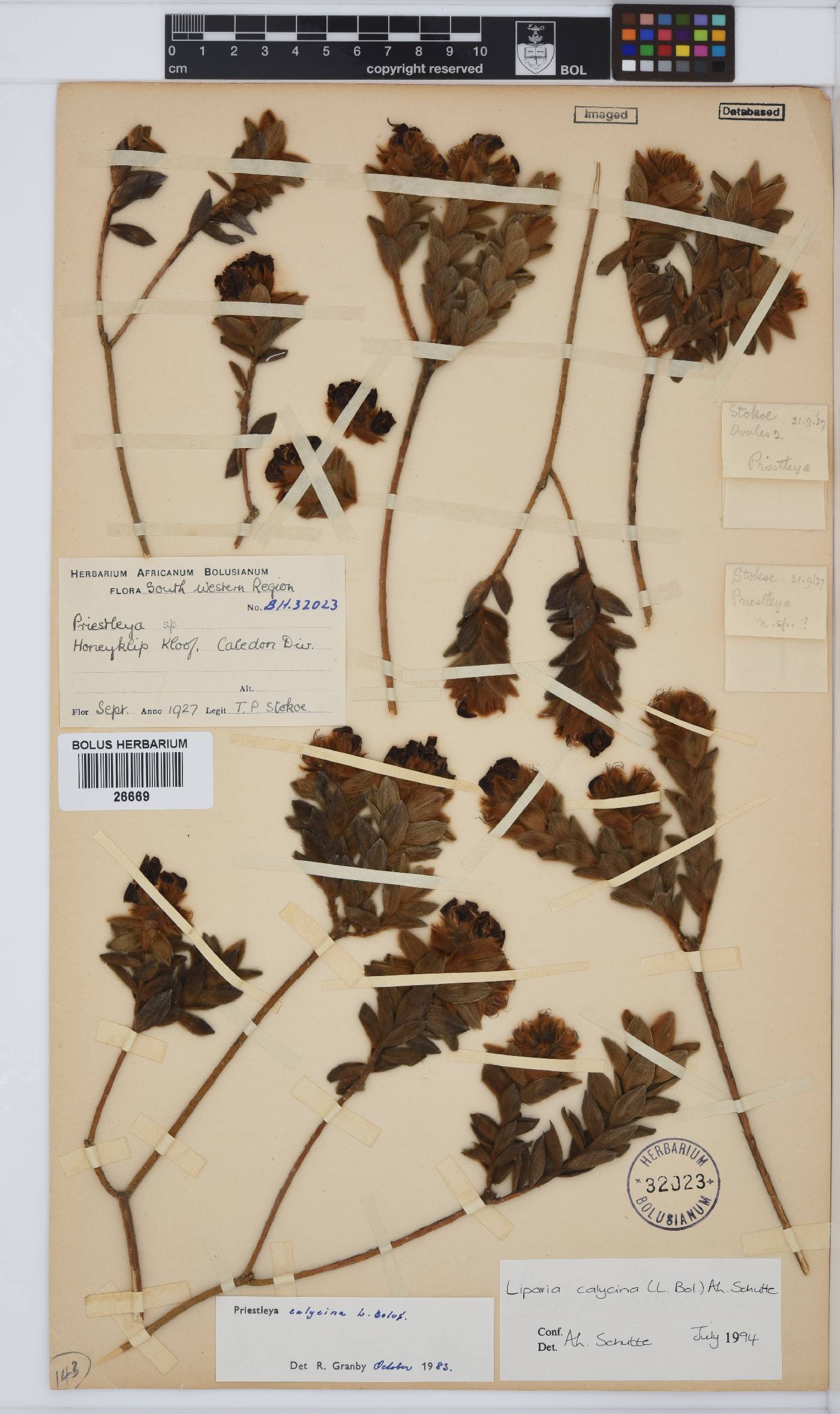 Liparia calycina image
