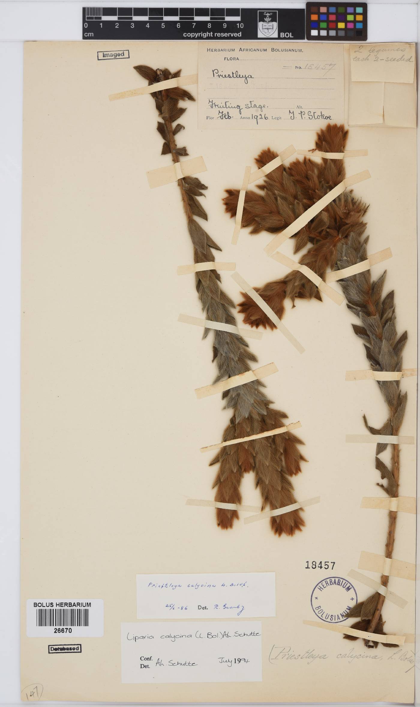 Liparia calycina image