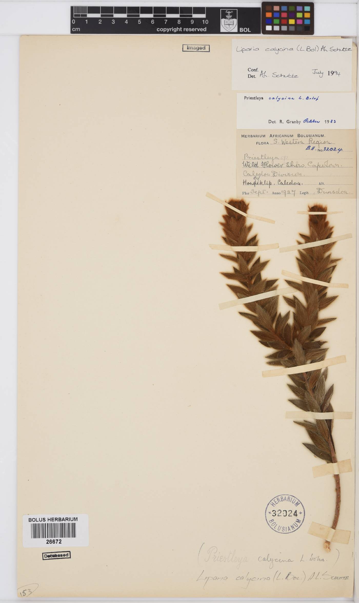 Liparia calycina image