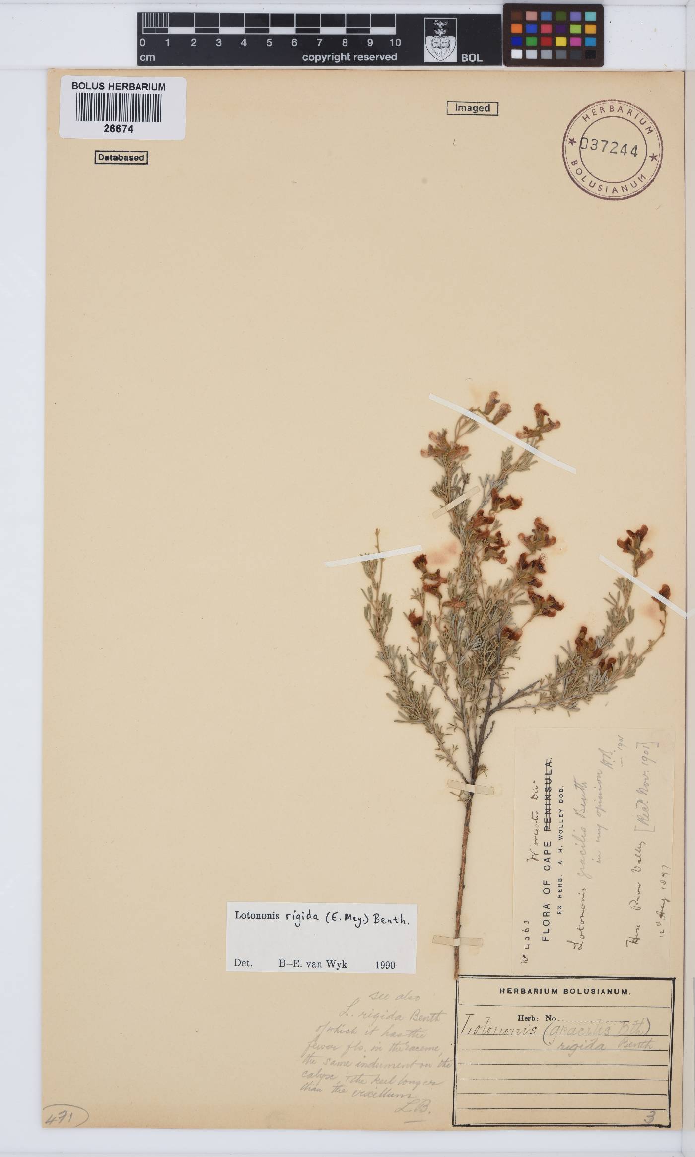 Lotononis rigida image