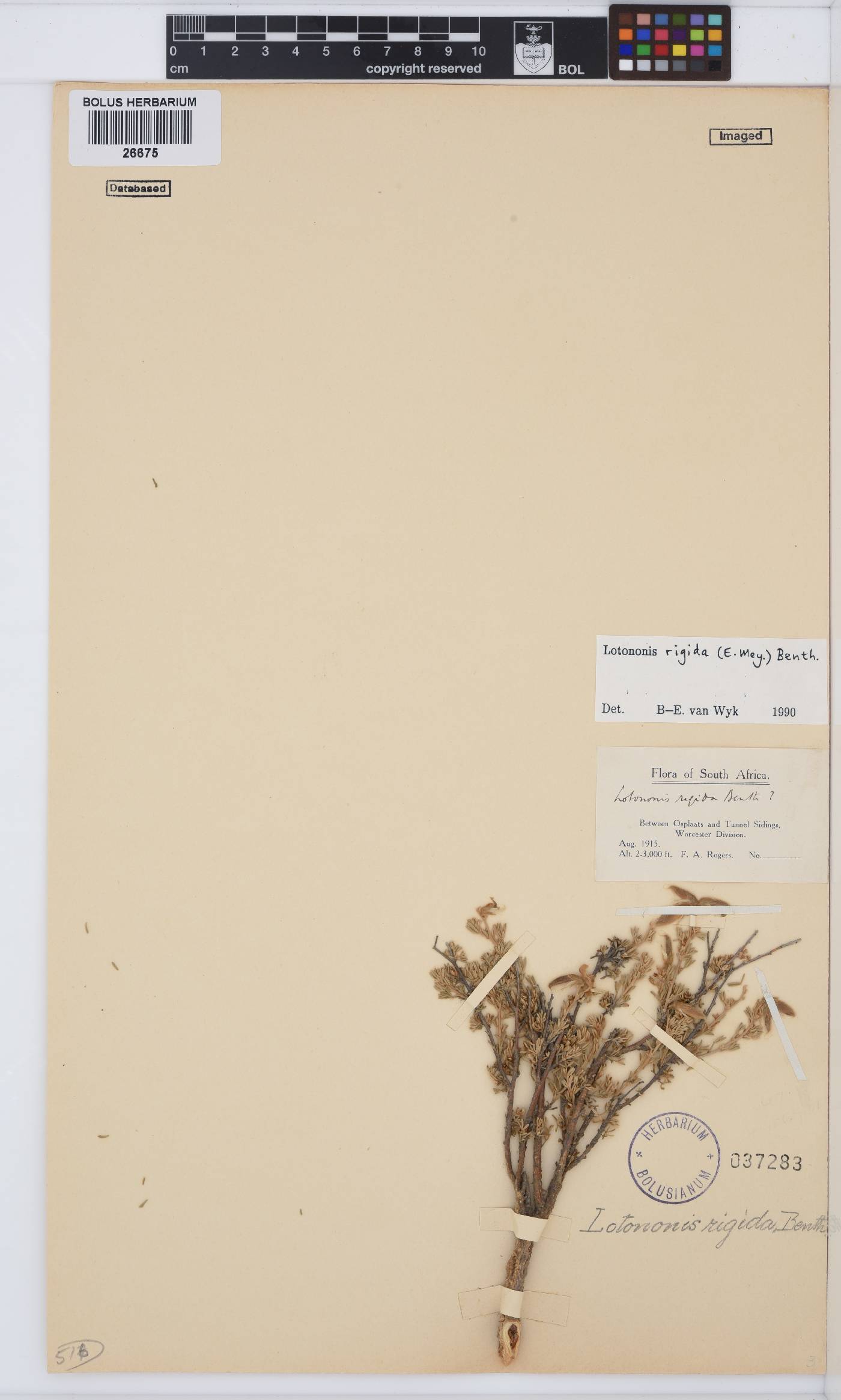 Lotononis rigida image