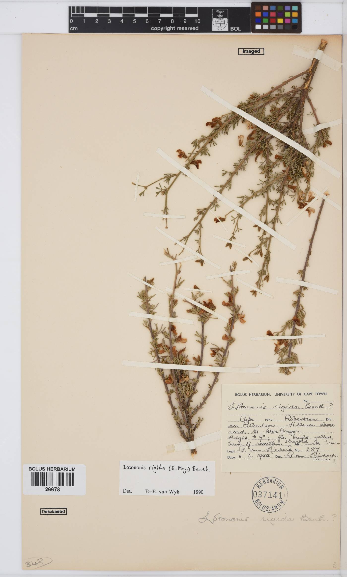 Lotononis rigida image