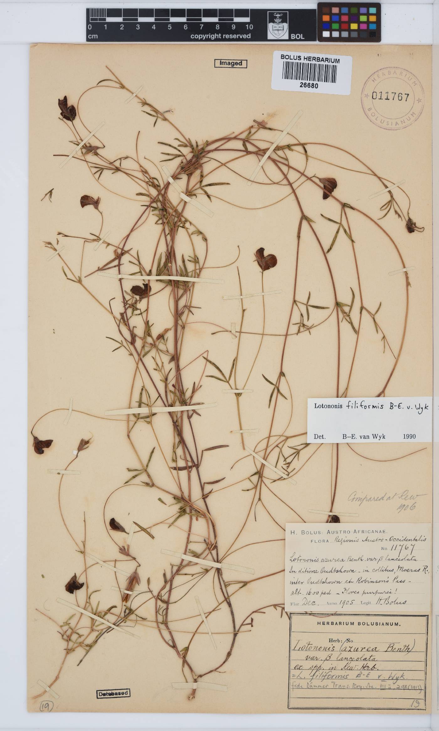 Lotononis filiformis image