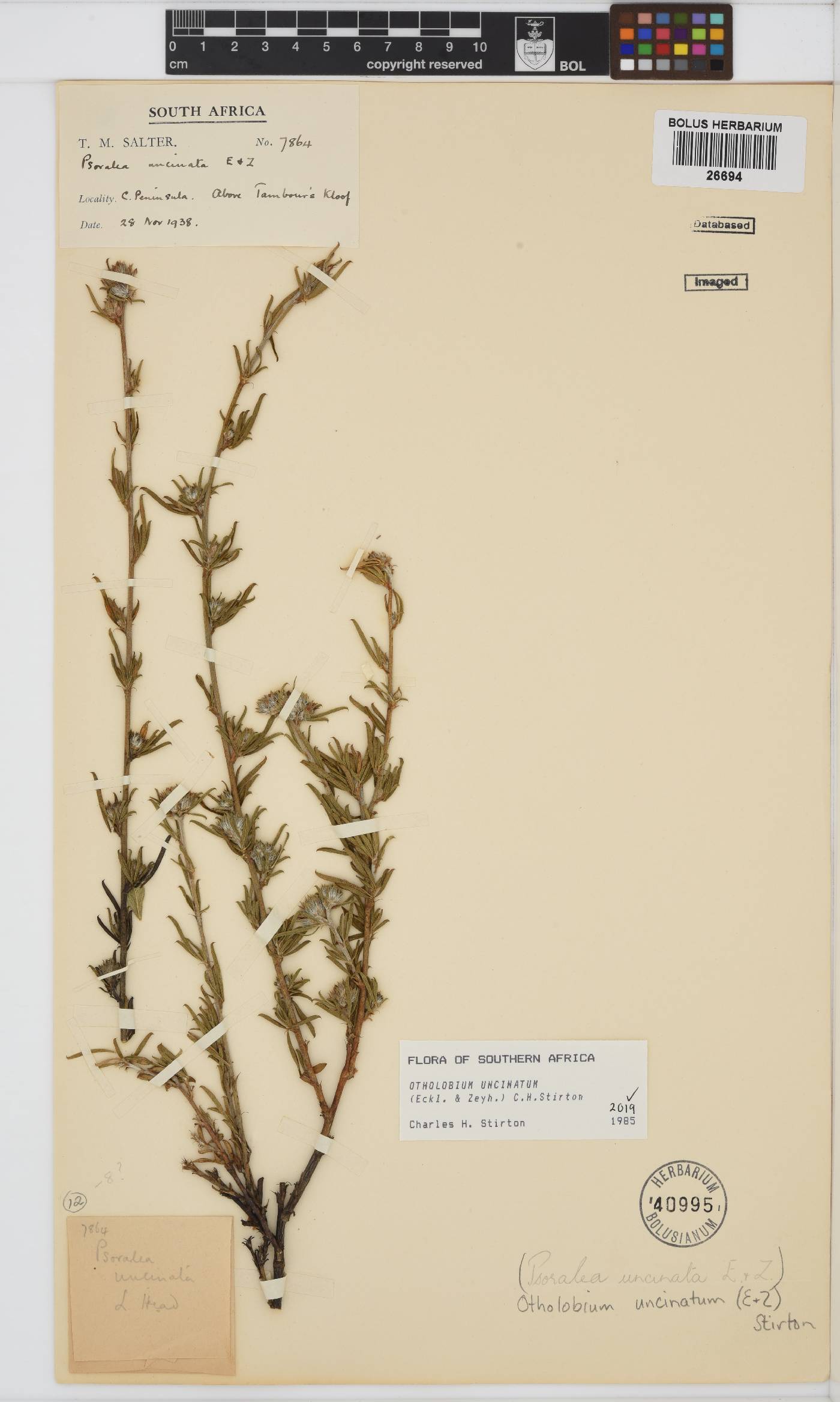 Otholobium uncinatum image
