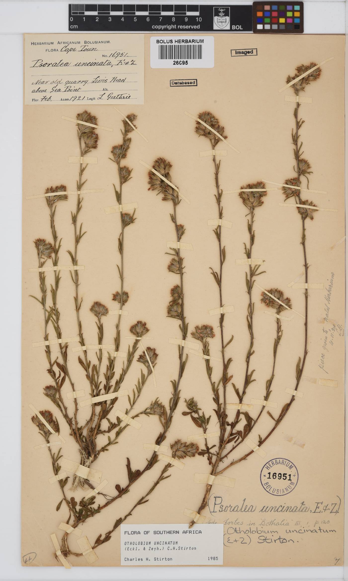 Otholobium uncinatum image